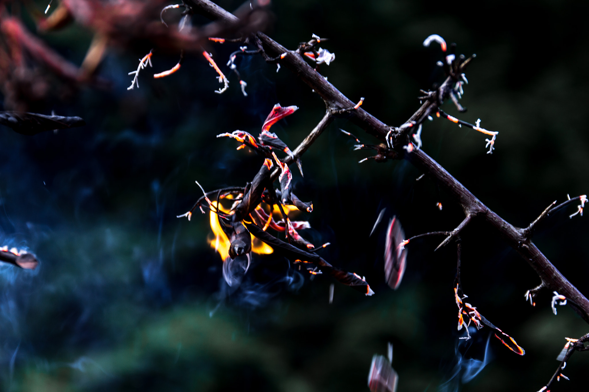 Canon EF 24-70mm F4L IS USM sample photo. Firestick photography