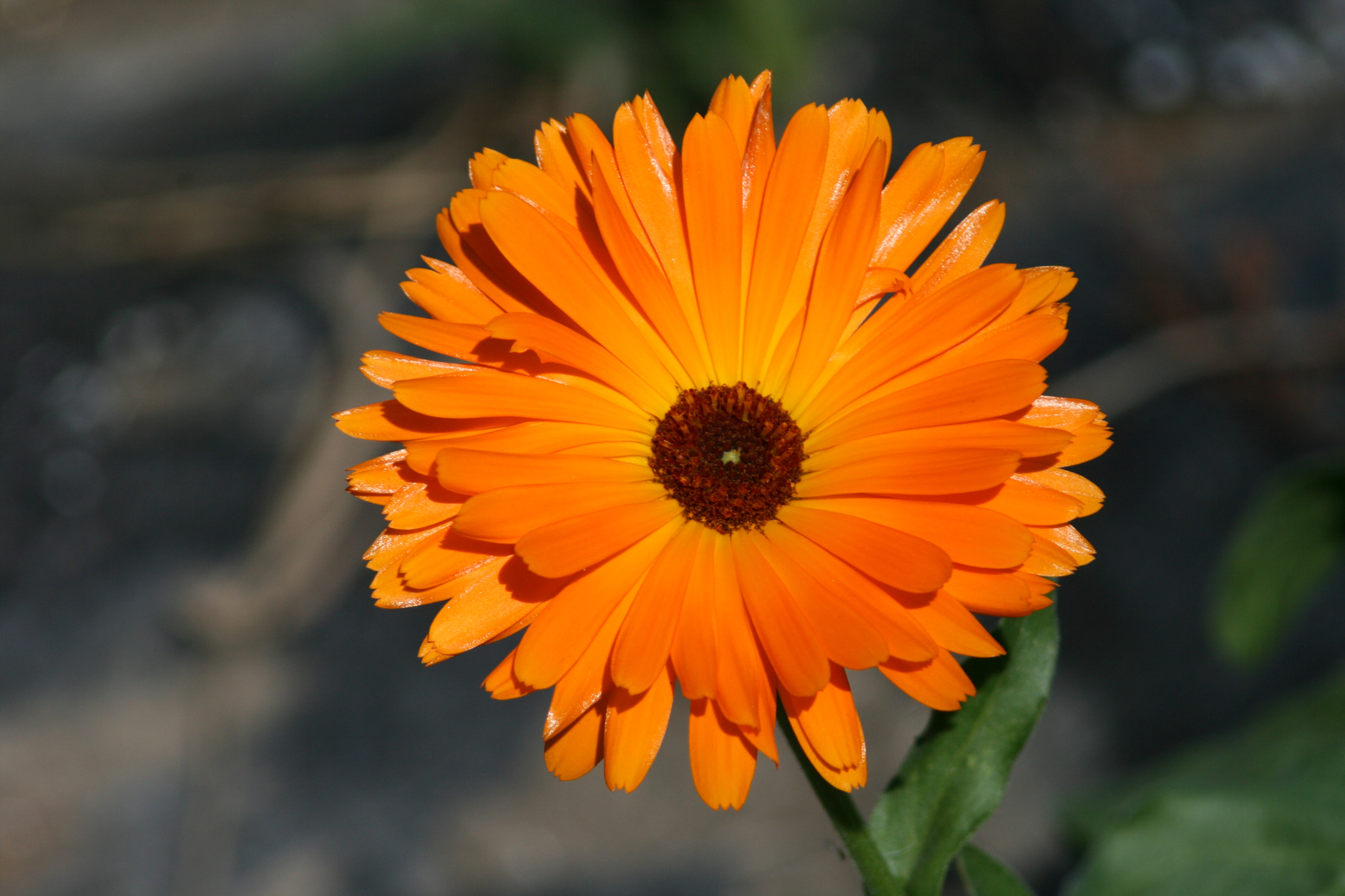 Canon EF 80-200mm F4.5-5.6 II sample photo. A summer (almost) end photography