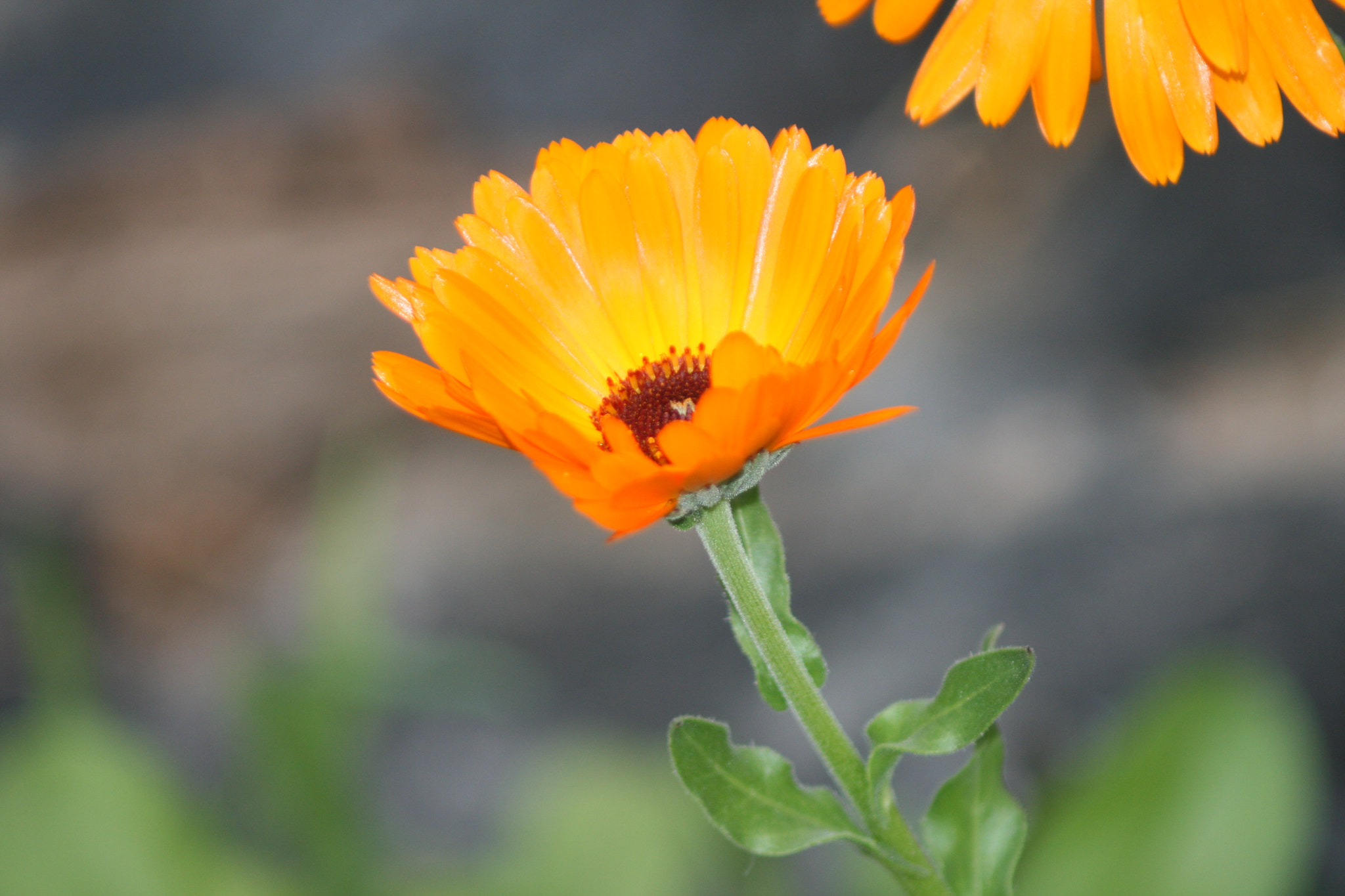 Canon EF 80-200mm F4.5-5.6 II sample photo. A summer (almost) end photography