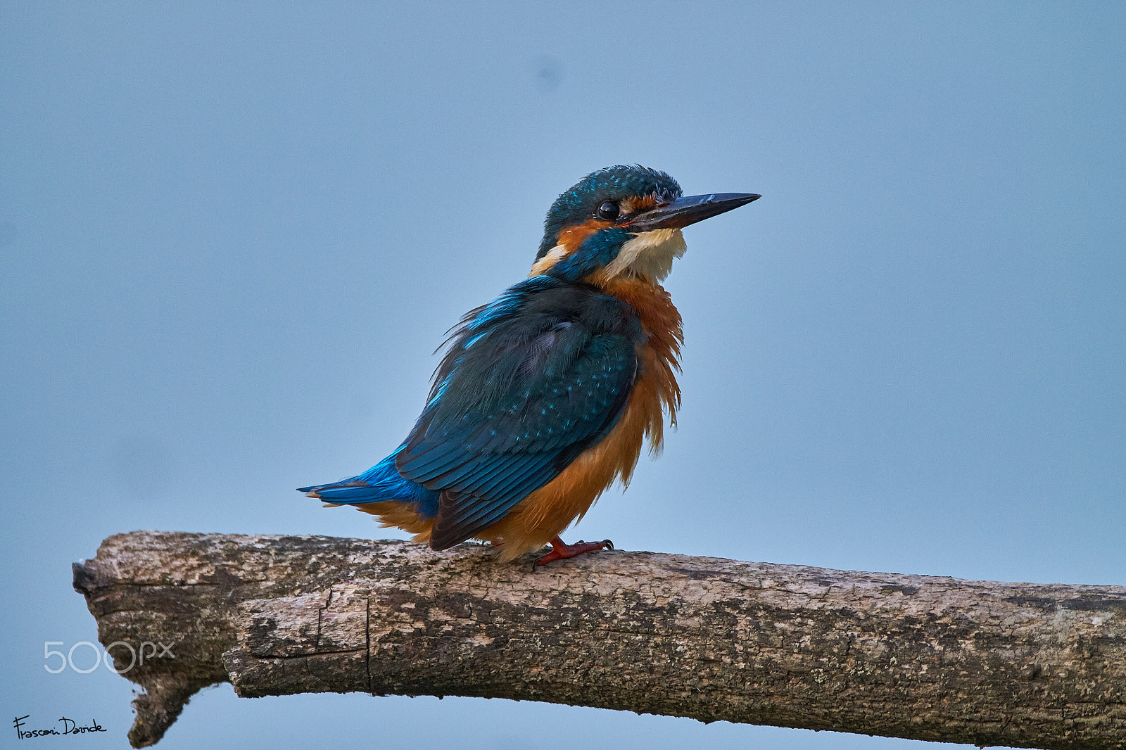 150-600mm F5-6.3 DG OS HSM | Contemporary 015 sample photo. Kingfisher photography
