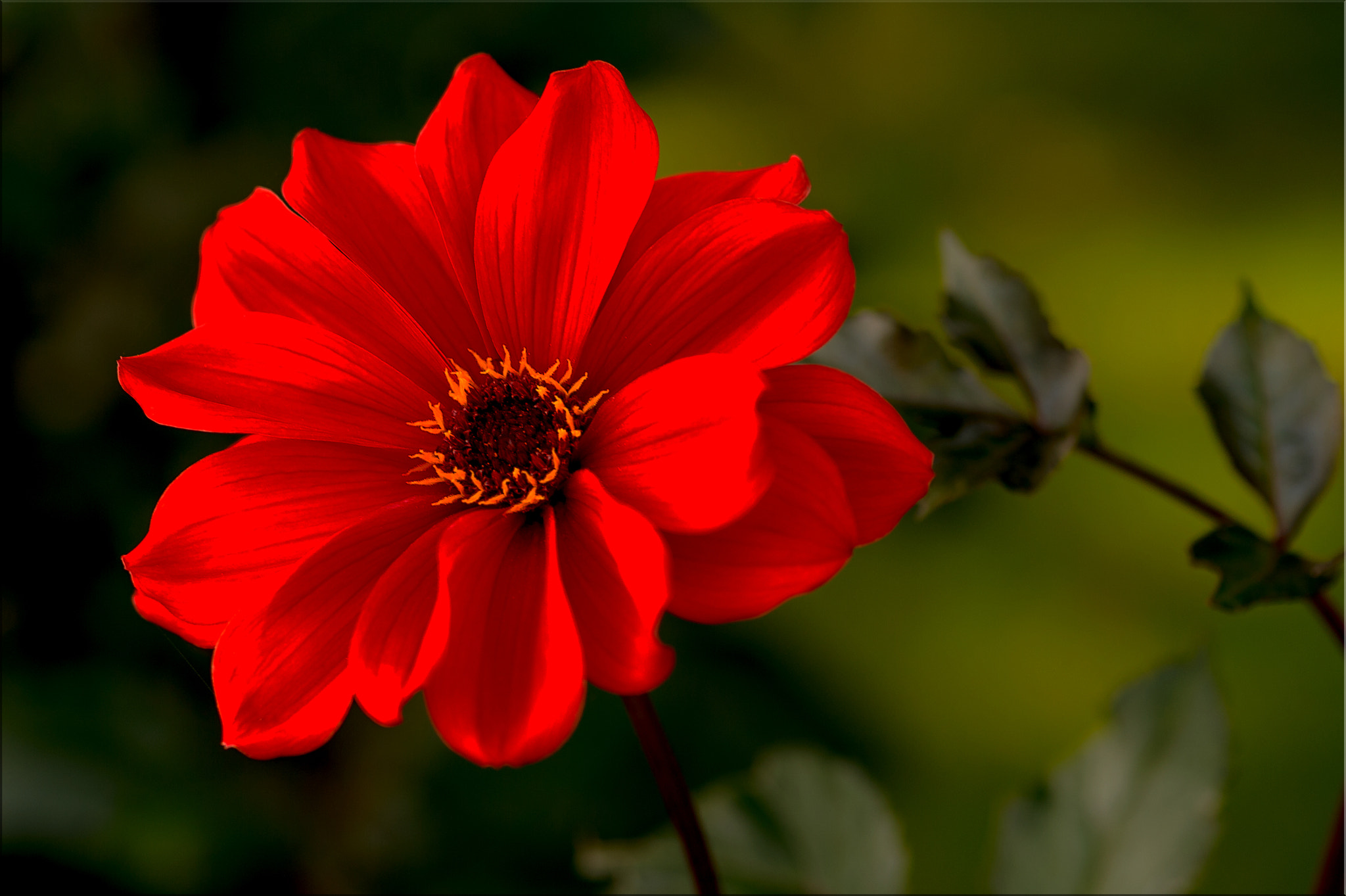 Nikon Df sample photo. Dahlie photography