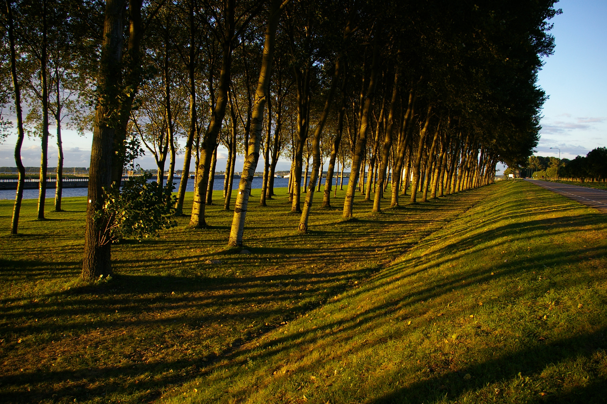 Pentax *ist DL sample photo. Willemstad - trees photography