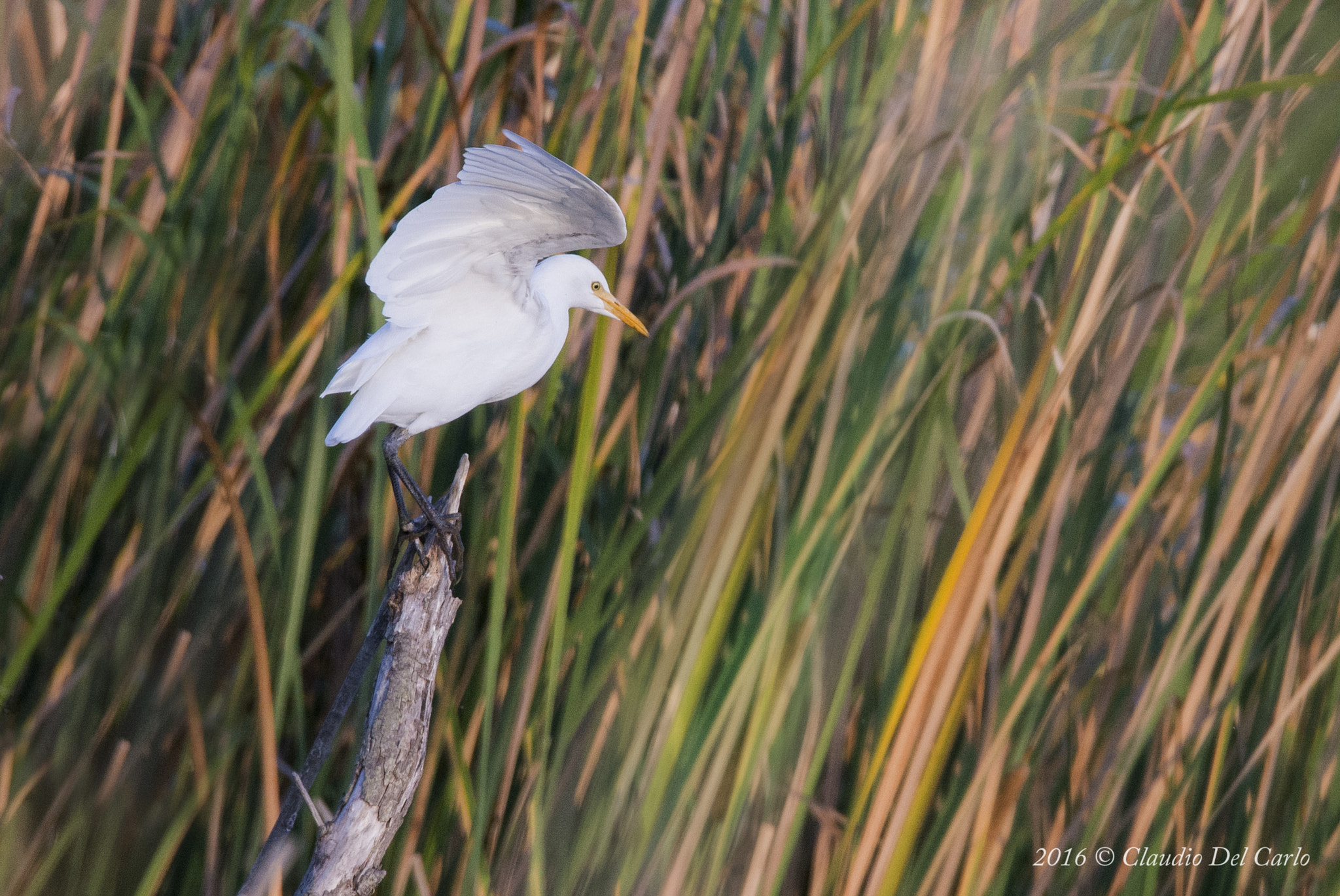 Sigma 150-600mm F5-6.3 DG OS HSM | S sample photo. Dsc photography