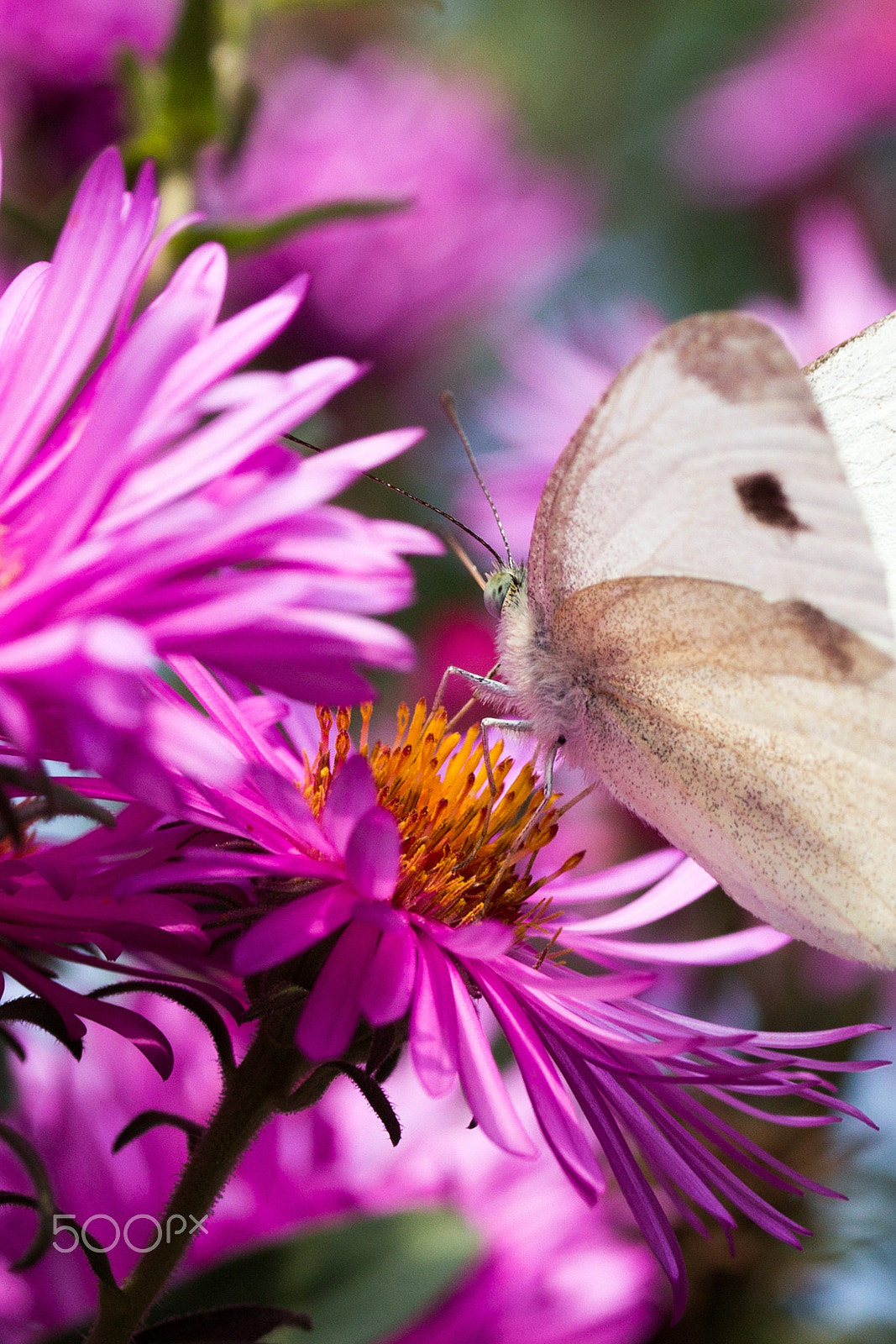 Canon EOS 650D (EOS Rebel T4i / EOS Kiss X6i) sample photo. Carbon weissling on aster photography