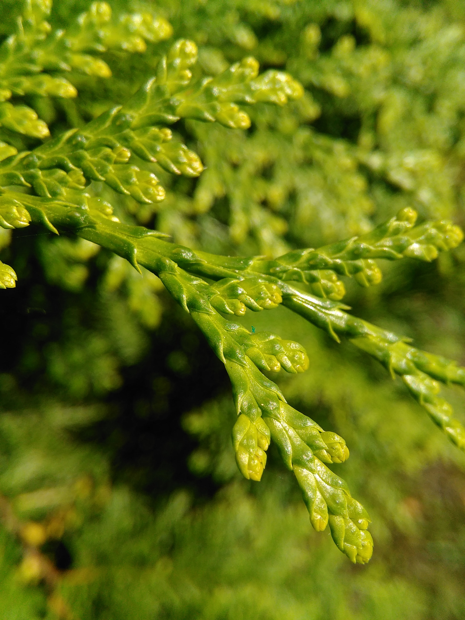 HUAWEI G620S-L01 sample photo. Thuja leaf photography