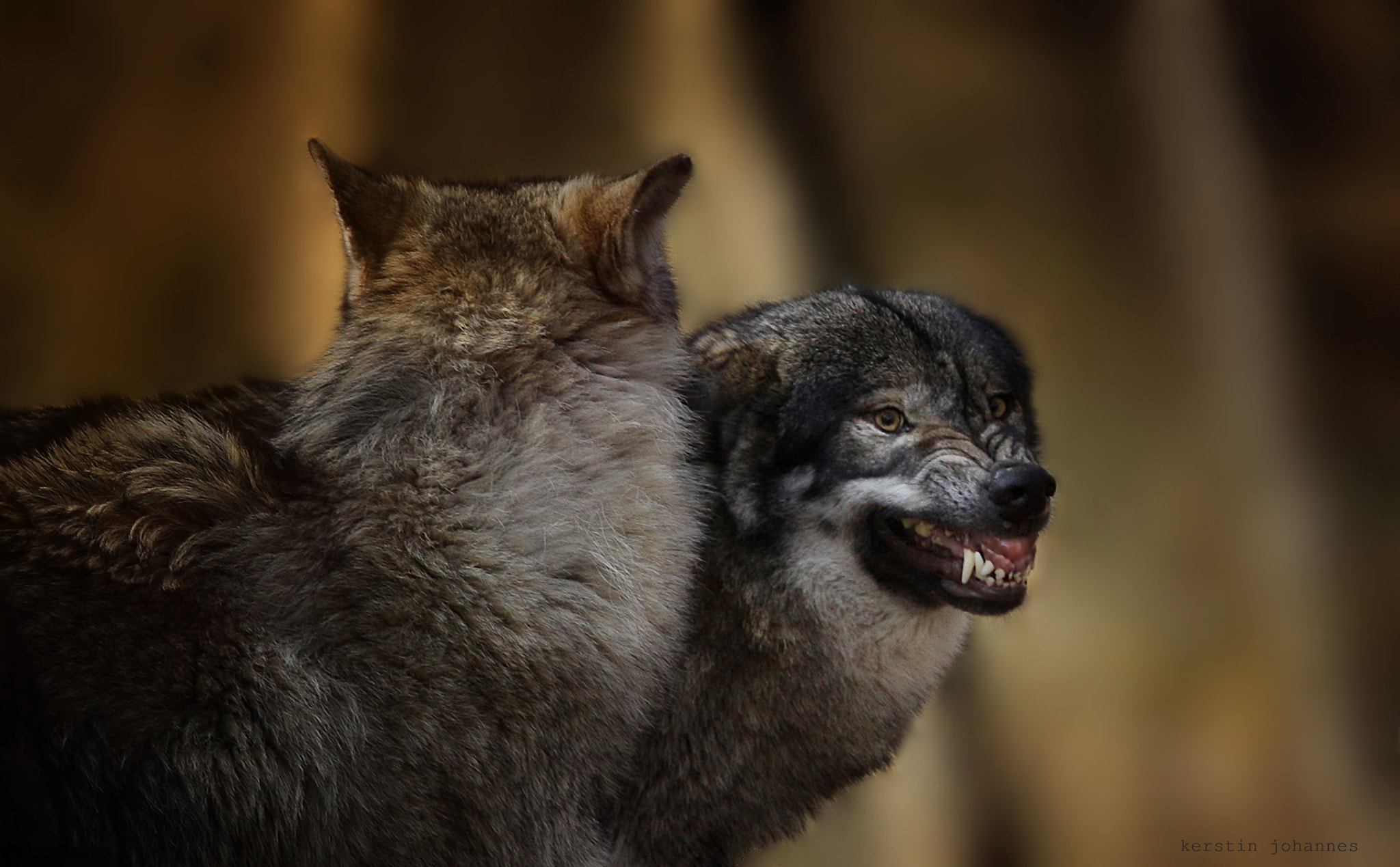 Canon EOS 50D + Canon EF 70-200mm F4L IS USM sample photo. Teeth photography