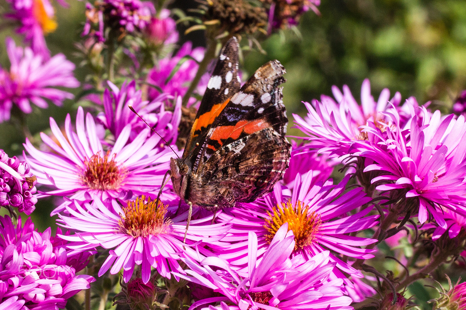 Canon EOS 650D (EOS Rebel T4i / EOS Kiss X6i) sample photo. Butterfly on aster photography