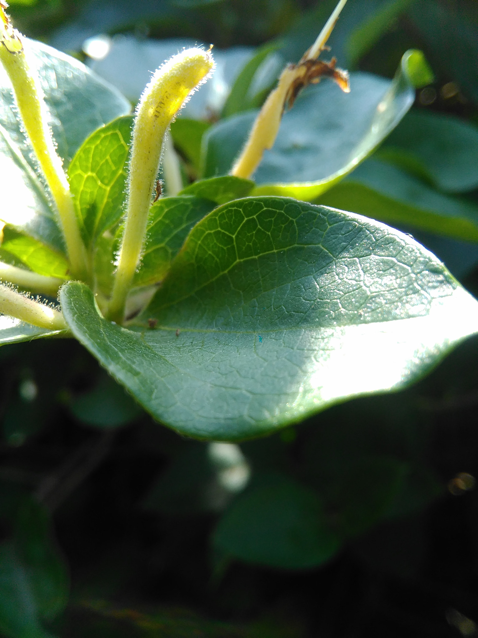 HUAWEI G620S-L01 sample photo. Idontknow plant photography
