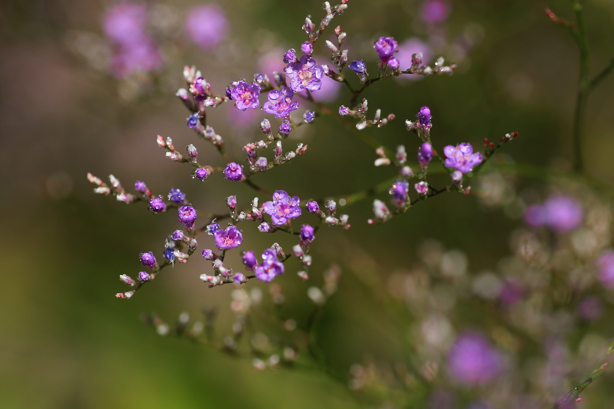 Canon EOS 6D + Sigma 70mm F2.8 EX DG Macro sample photo. ...для гномов ))) photography