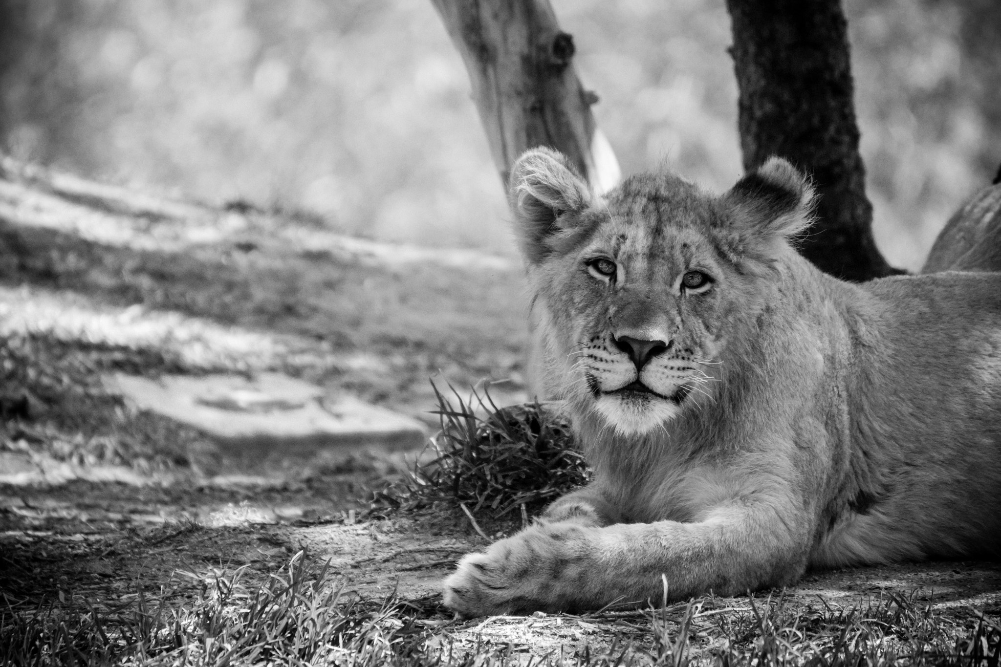 Tamron SP 35mm F1.8 Di VC USD sample photo. Lion cub photography