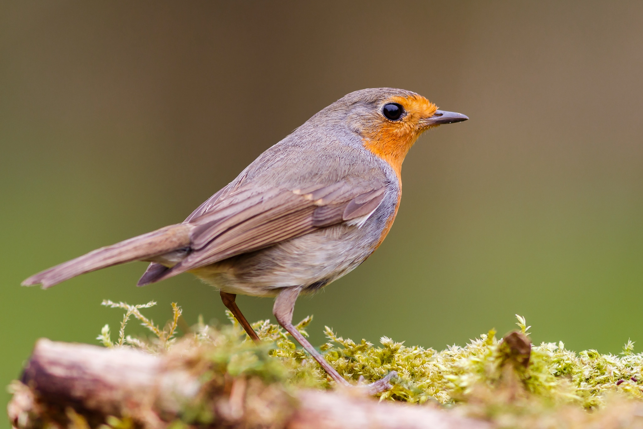 Canon EF 300mm F4L IS USM sample photo. Robin photography