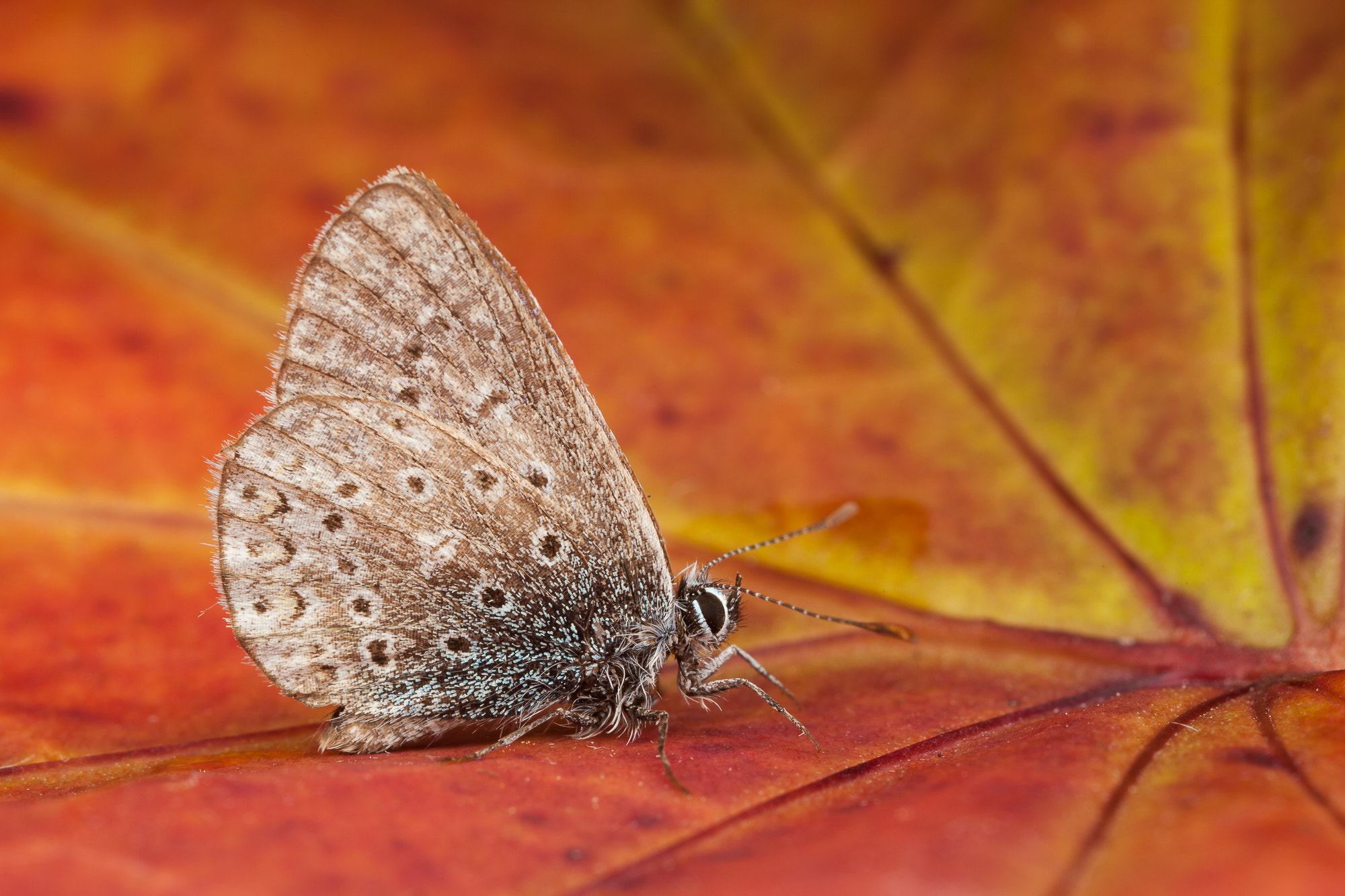 Canon MP-E 65mm F2.5 1-5x Macro Photo sample photo. Argus in autumn photography