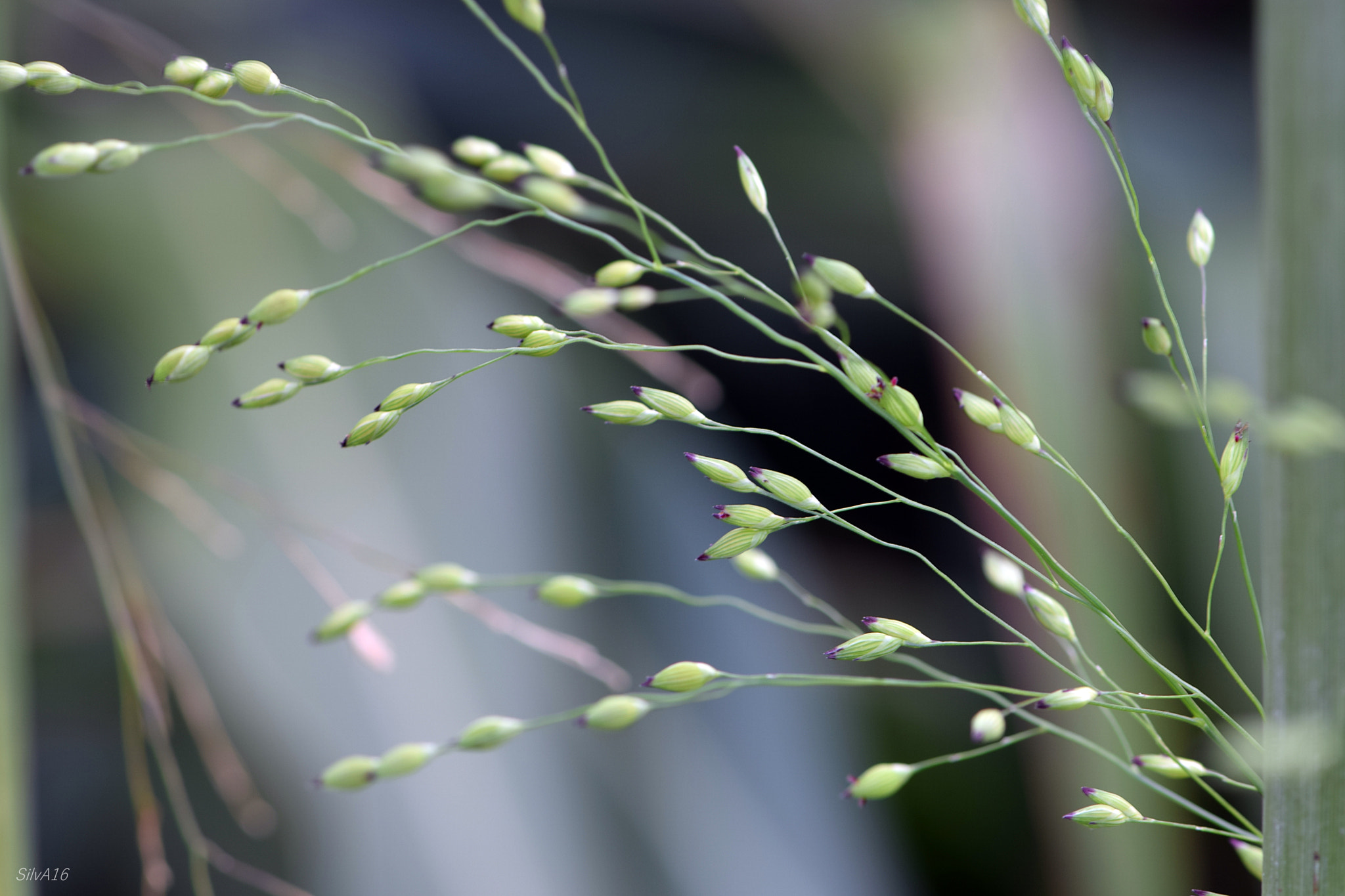 Nikon AF-S Micro-Nikkor 105mm F2.8G IF-ED VR sample photo. Grasses photography