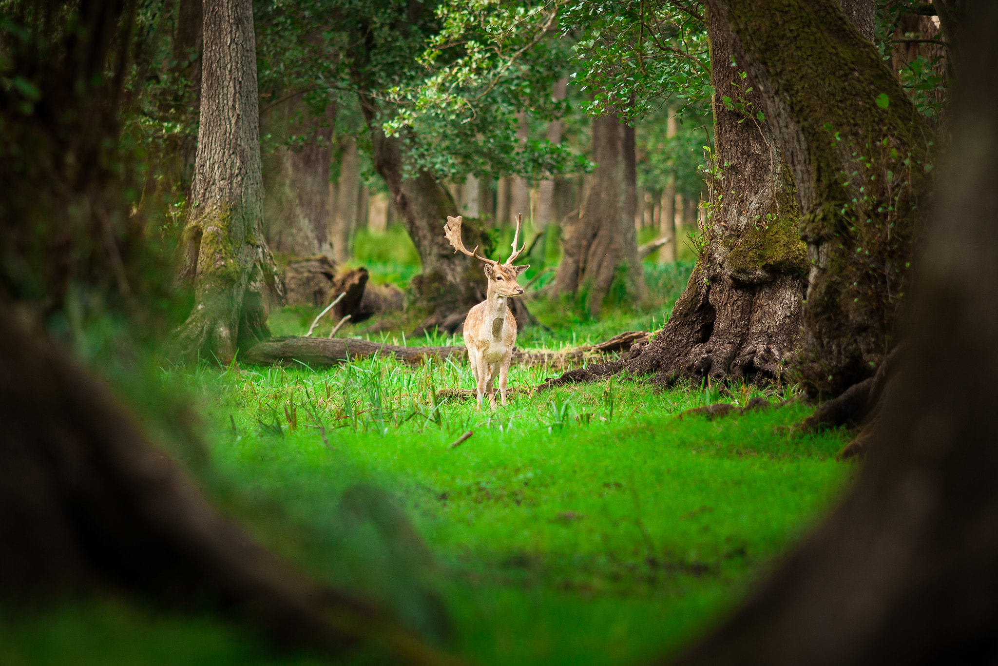 Canon EOS 5D Mark II + Canon EF 200mm F2.8L II USM sample photo. Deer in swamp photography