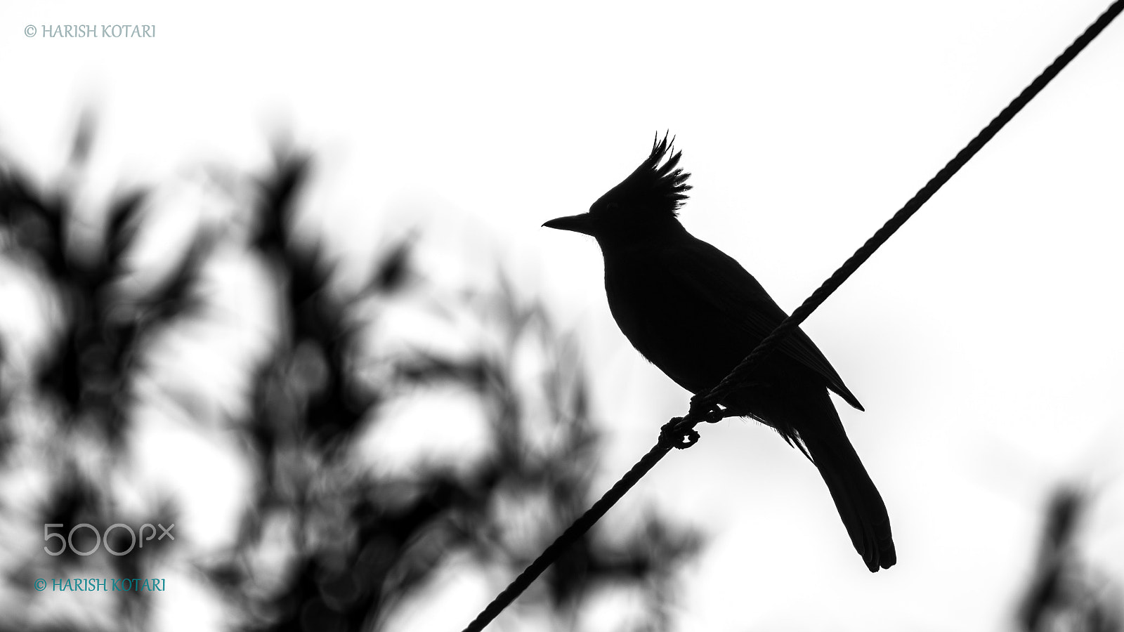 Nikon AF-S Nikkor 200-500mm F5.6E ED VR sample photo. Blue jay photography