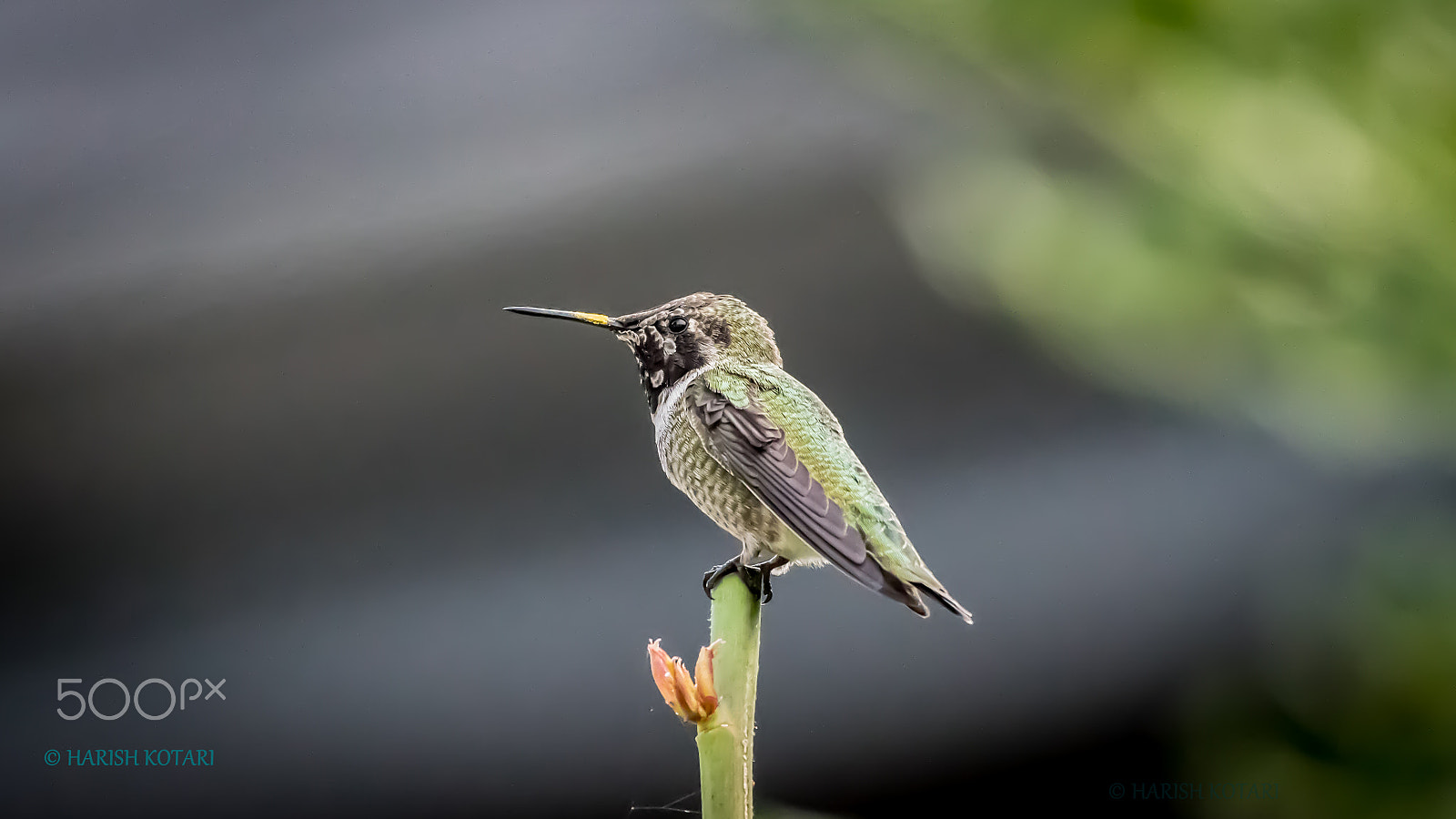 Nikon AF-S Nikkor 200-500mm F5.6E ED VR sample photo. Humming bird photography