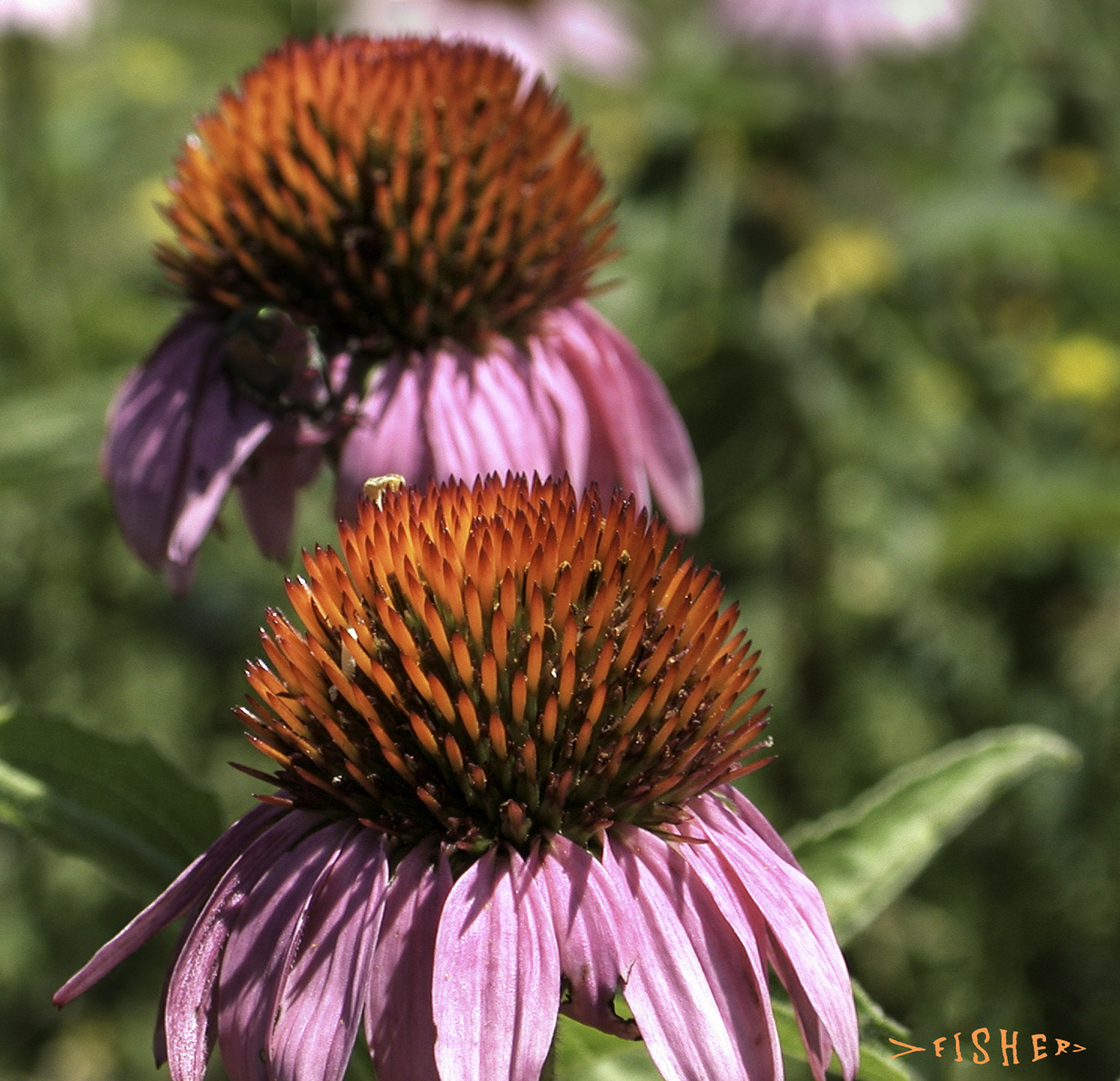 Nikon E995 sample photo. Coneflower photography