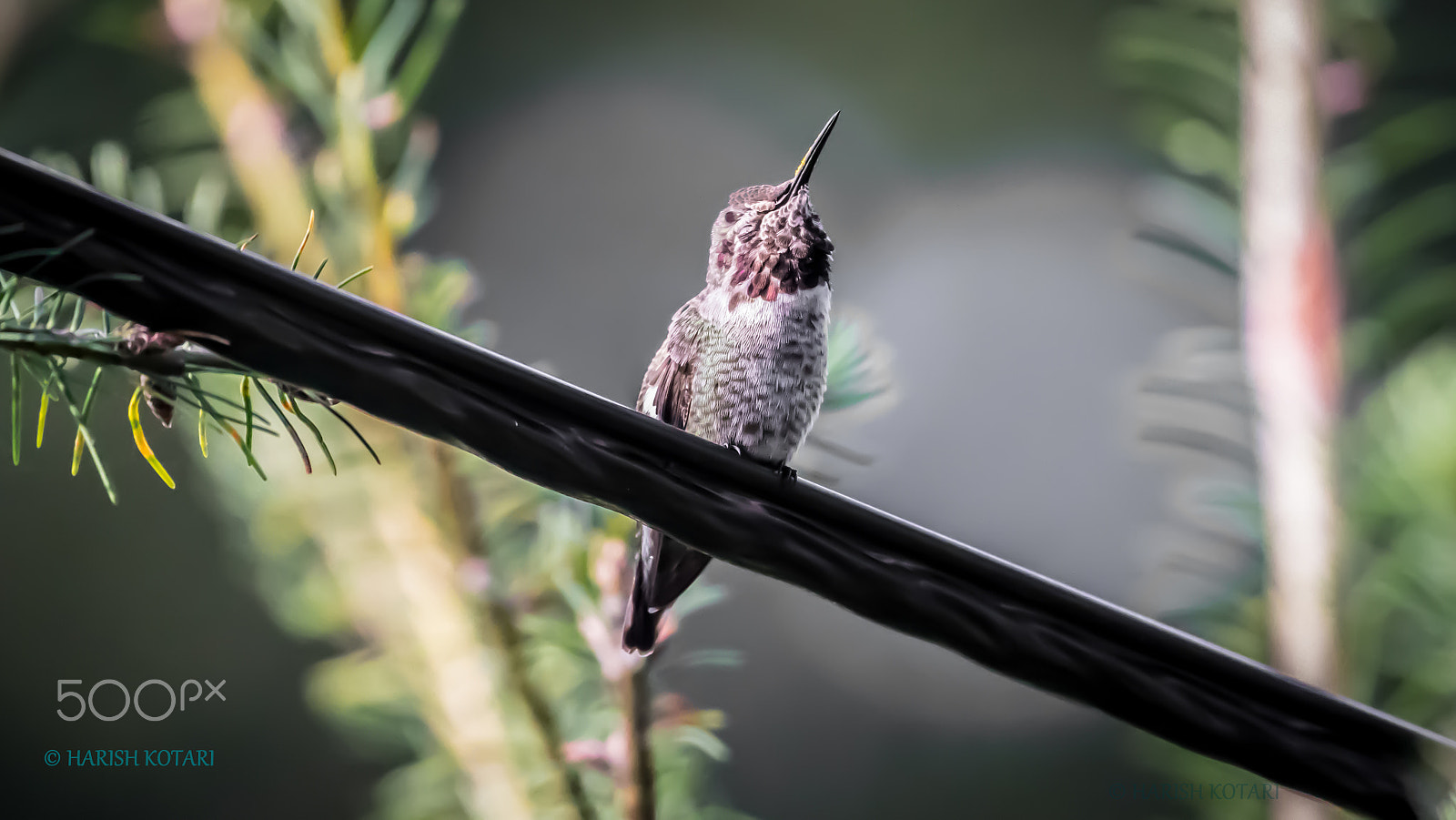 Nikon AF-S Nikkor 200-500mm F5.6E ED VR sample photo. Humming bird photography