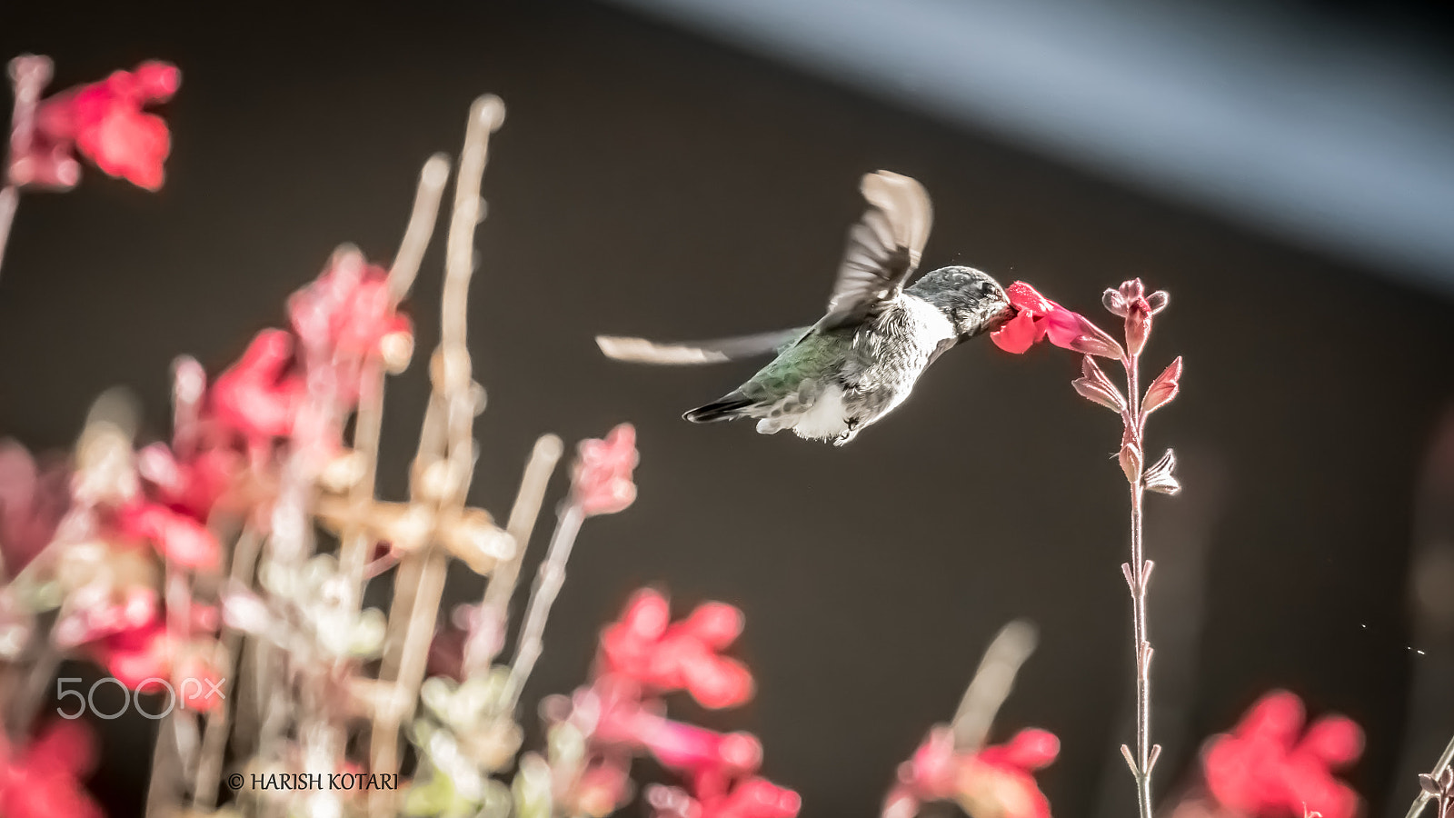 Nikon AF-S Nikkor 200-500mm F5.6E ED VR sample photo. I am hungry -- humming bird photography