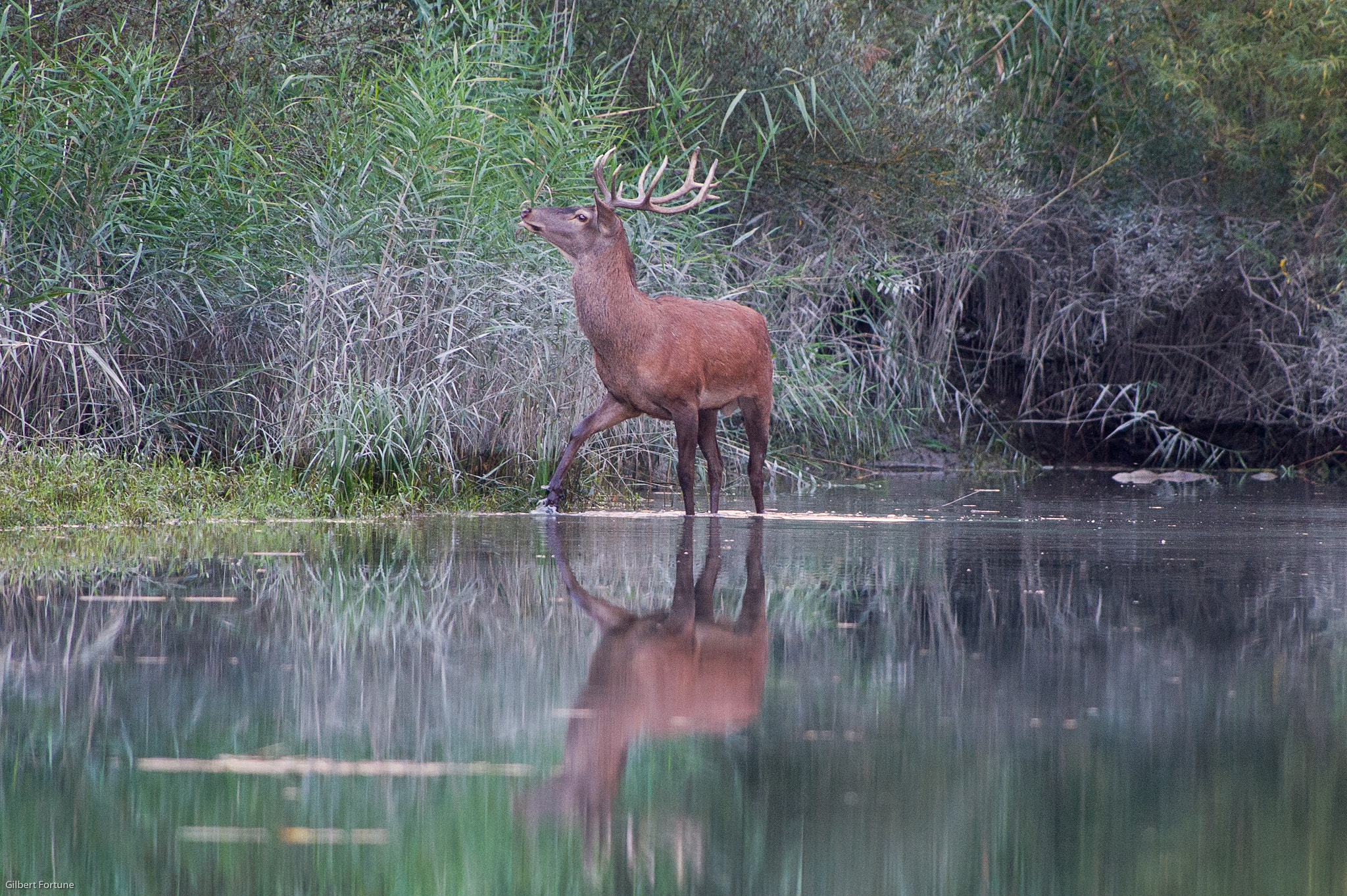 Nikon AF-S Nikkor 300mm F2.8G ED VR II sample photo. Le roi de la forêt photography