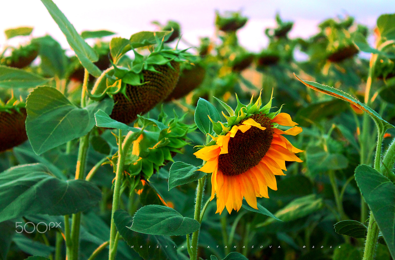 Canon EF-S 18-55mm F3.5-5.6 IS sample photo. Alone... photography