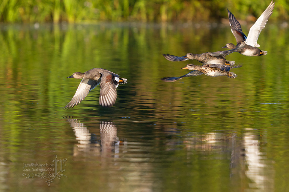 Canon EOS 7D Mark II + Canon EF 300mm F2.8L IS USM sample photo. Canard_4a7a2198 photography