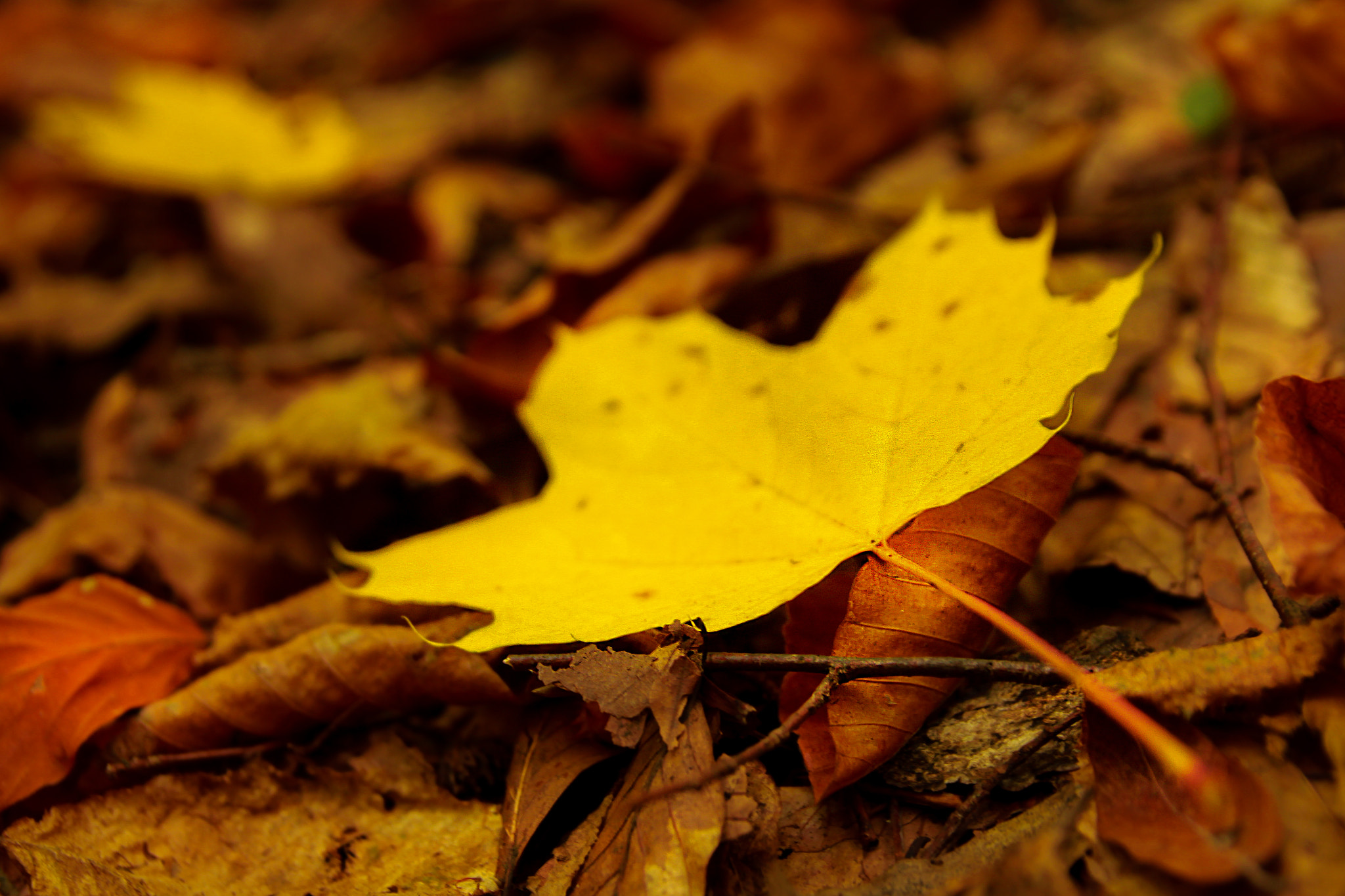 Sigma 17-70mm F2.8-4 DC Macro OS HSM sample photo. Img photography