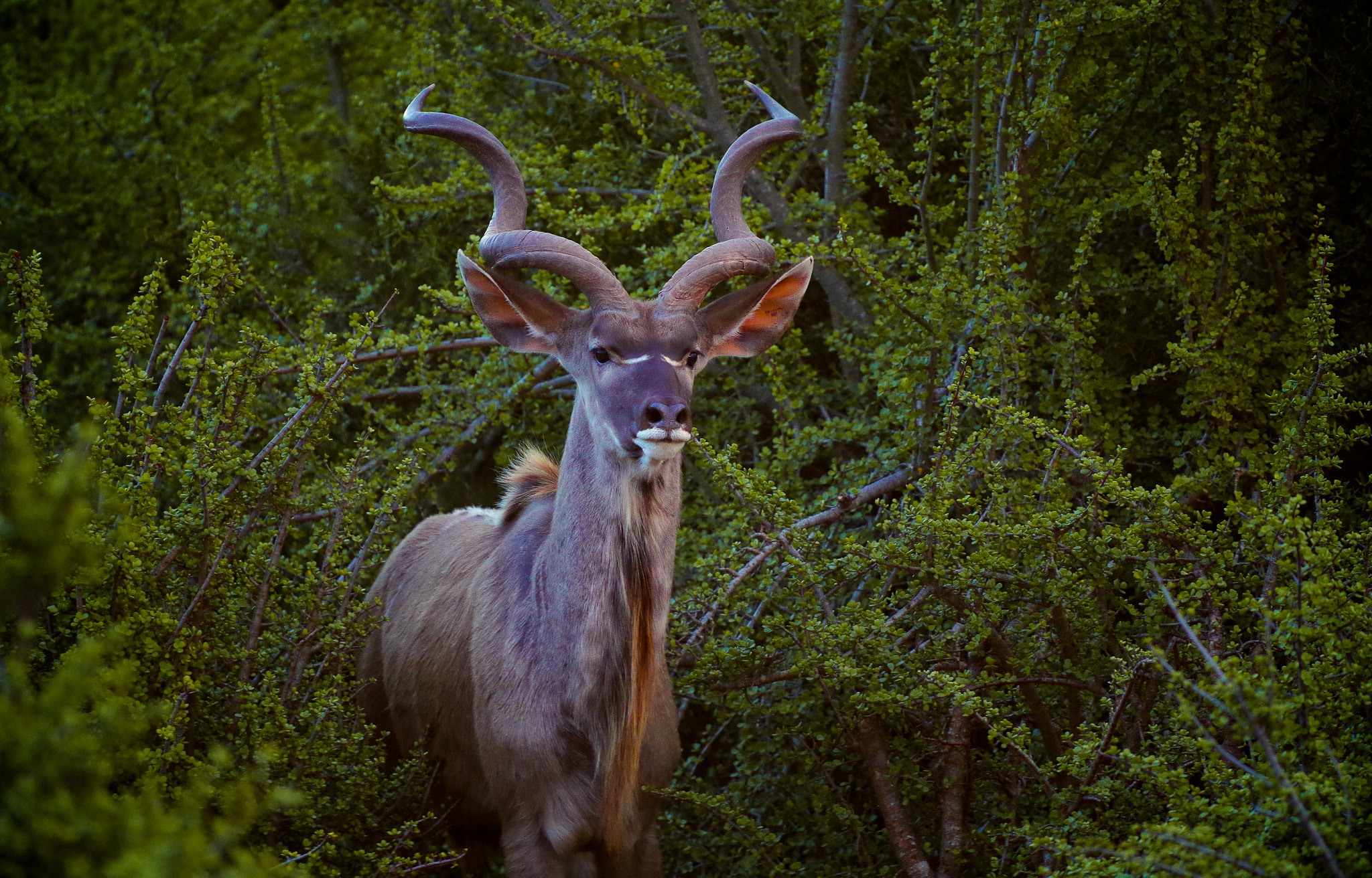 Pentax K-30 sample photo. Into the wild photography