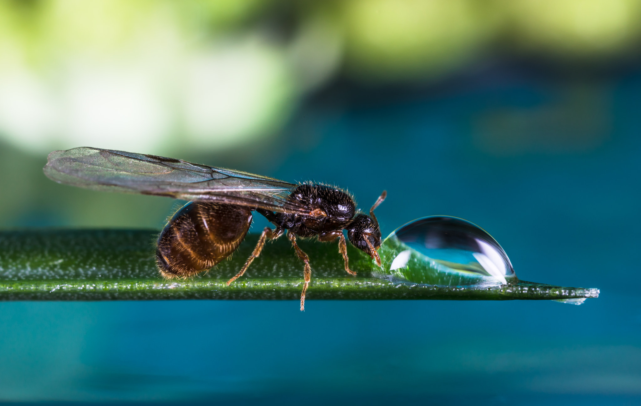 Canon EOS 5D Mark IV + Canon MP-E 65mm F2.5 1-5x Macro Photo sample photo. Male ant photography