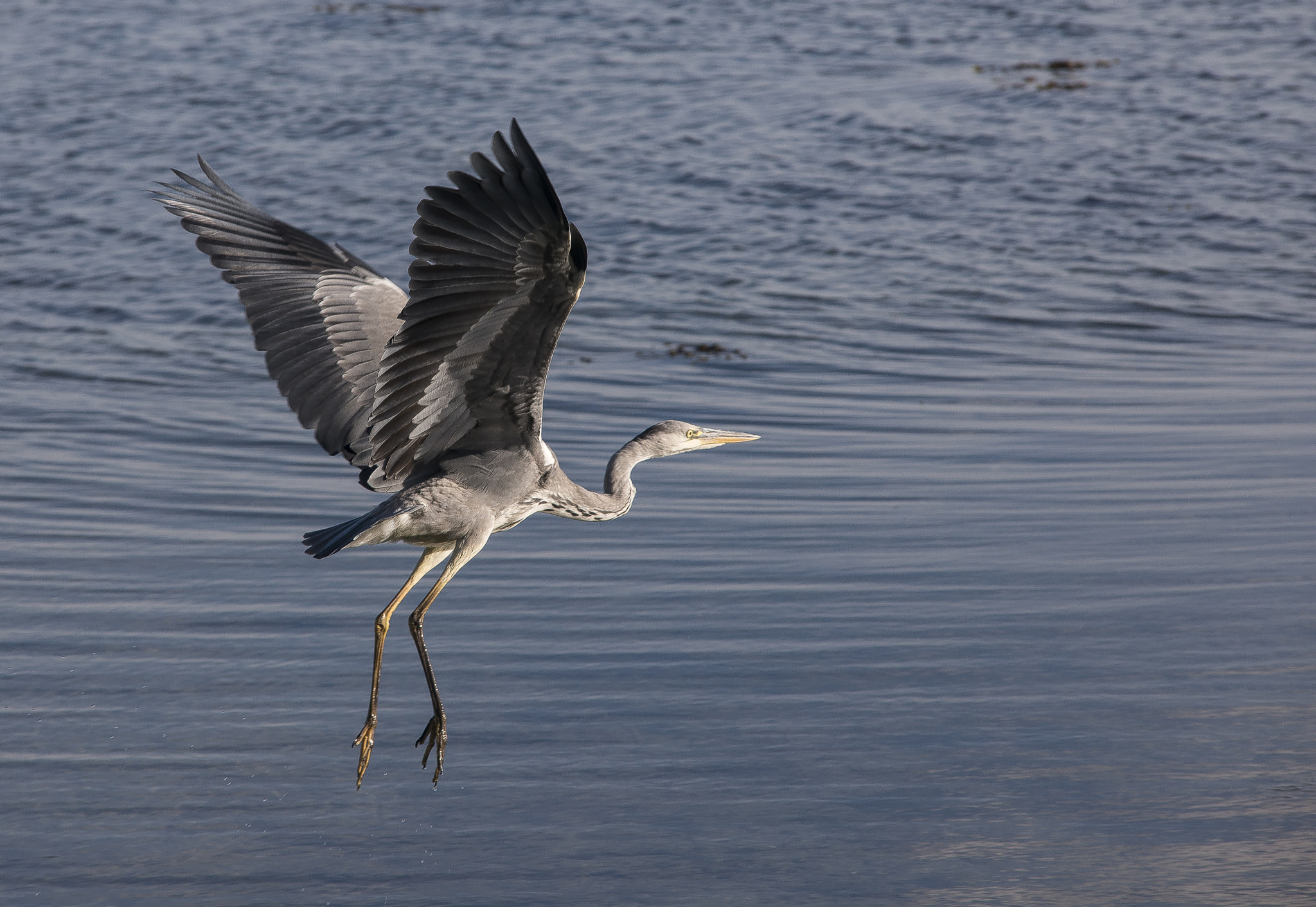 Sigma 70-200mm F2.8 EX DG Macro HSM II sample photo. Heron photography
