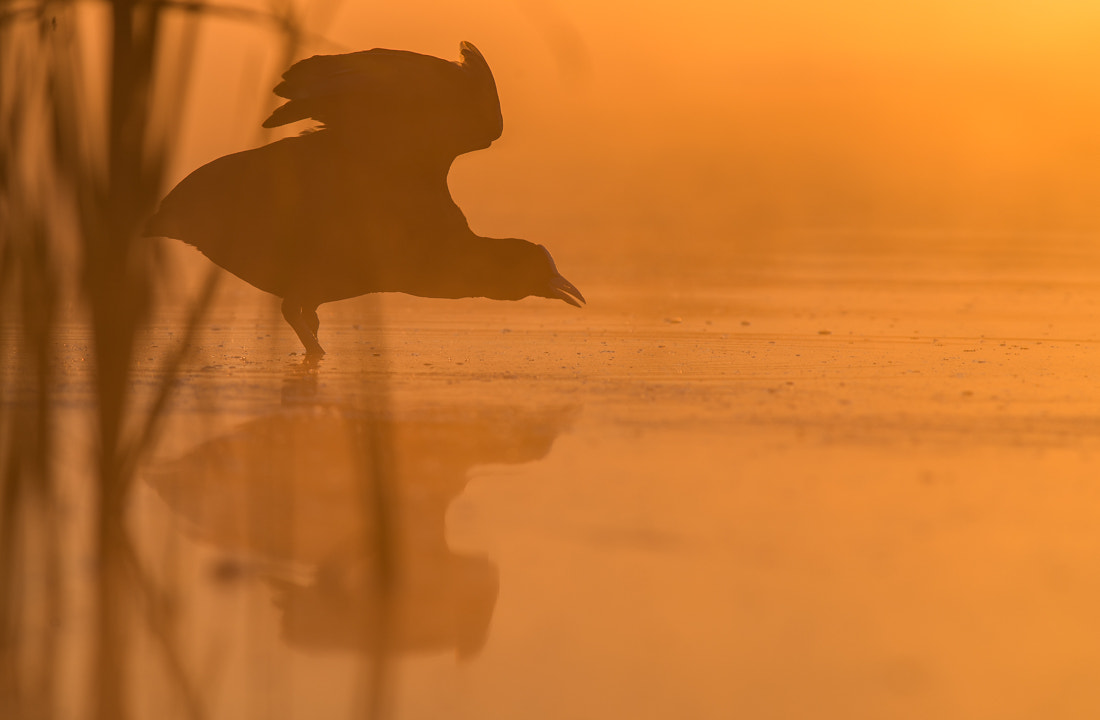 Nikon D600 + Nikon AF-S Nikkor 300mm F4D ED-IF sample photo. Eurasian coot photography