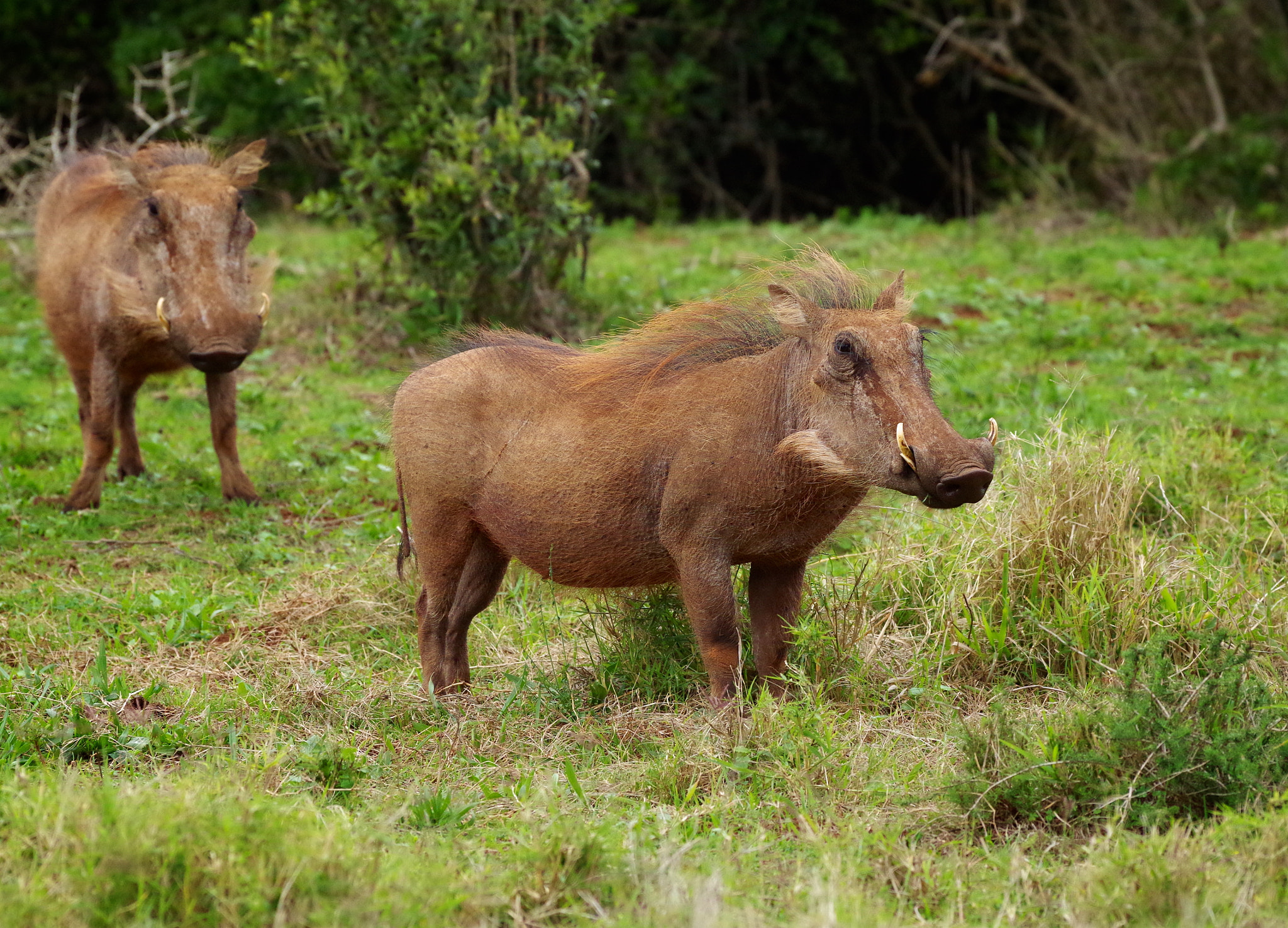 Pentax K-30 sample photo. The underhogz photography