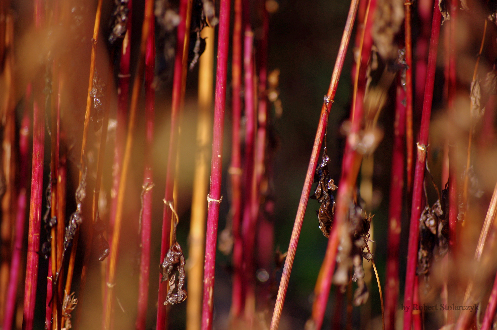 smc PENTAX-DA L 50-200mm F4-5.6 ED sample photo. Burgundy, cardinal, crimson, carmine... photography
