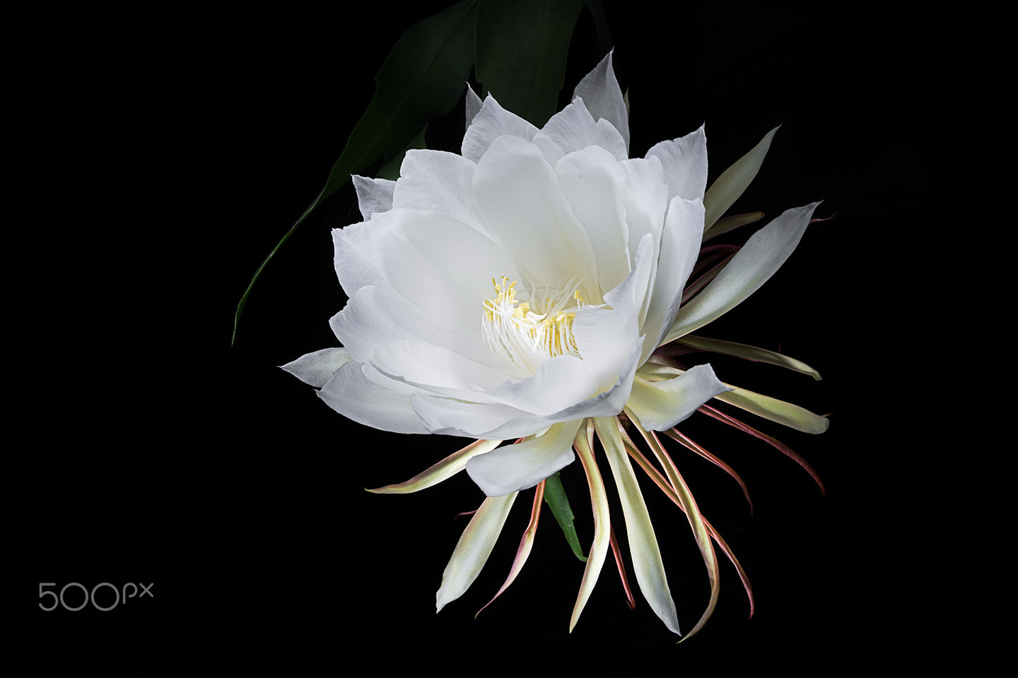 Sony Alpha a99 sample photo. Blooming in light i photography