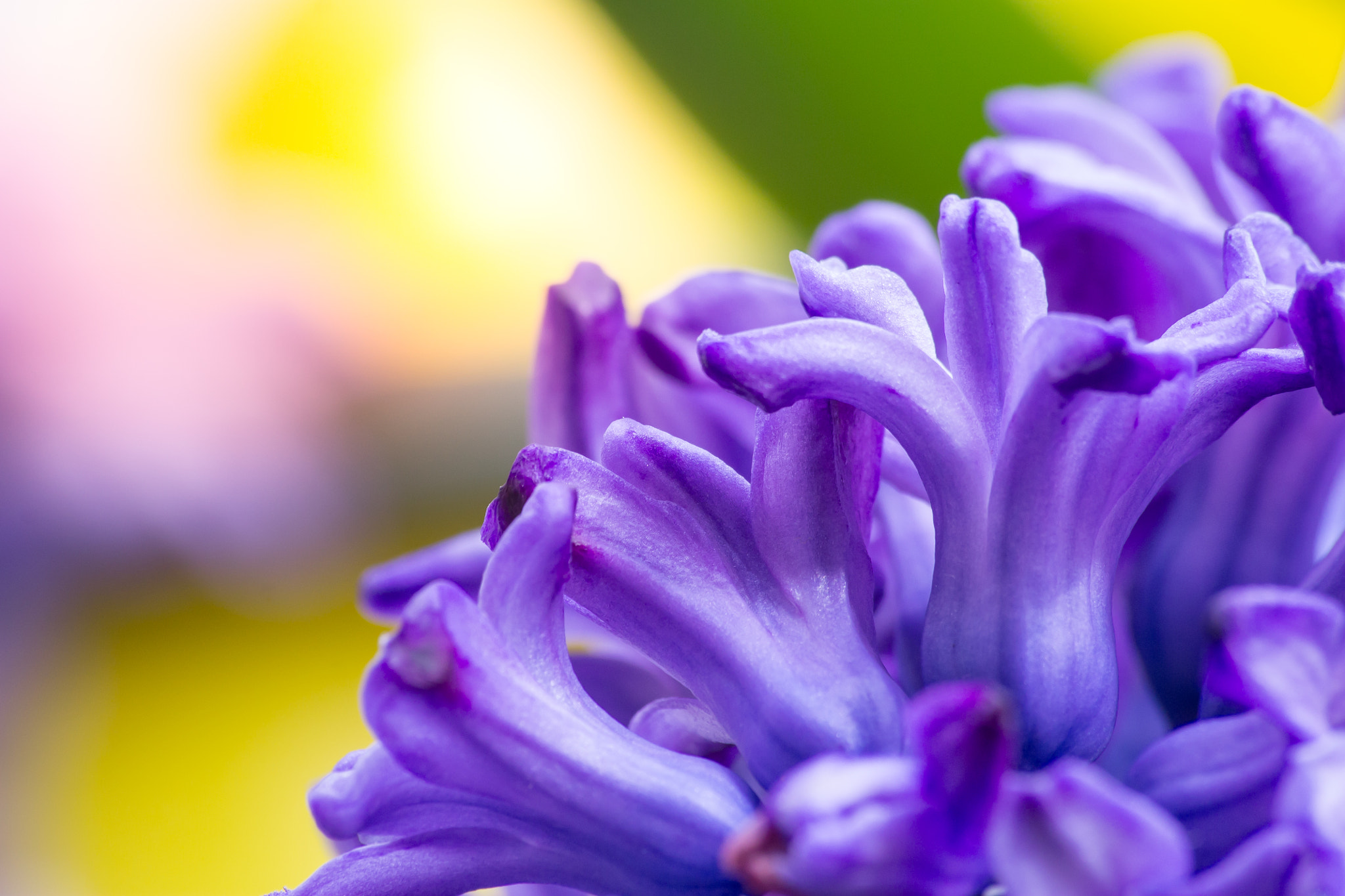 Canon EOS 1100D (EOS Rebel T3 / EOS Kiss X50) sample photo. Hyacinthus flower photography