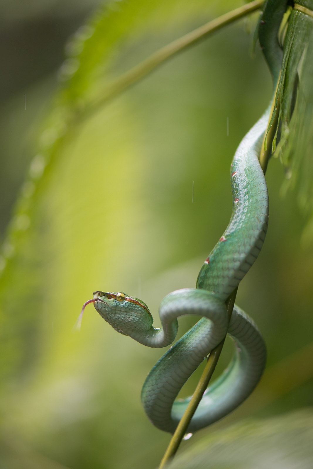 Nikon D5 sample photo. Tropidolaemus wagleri photography