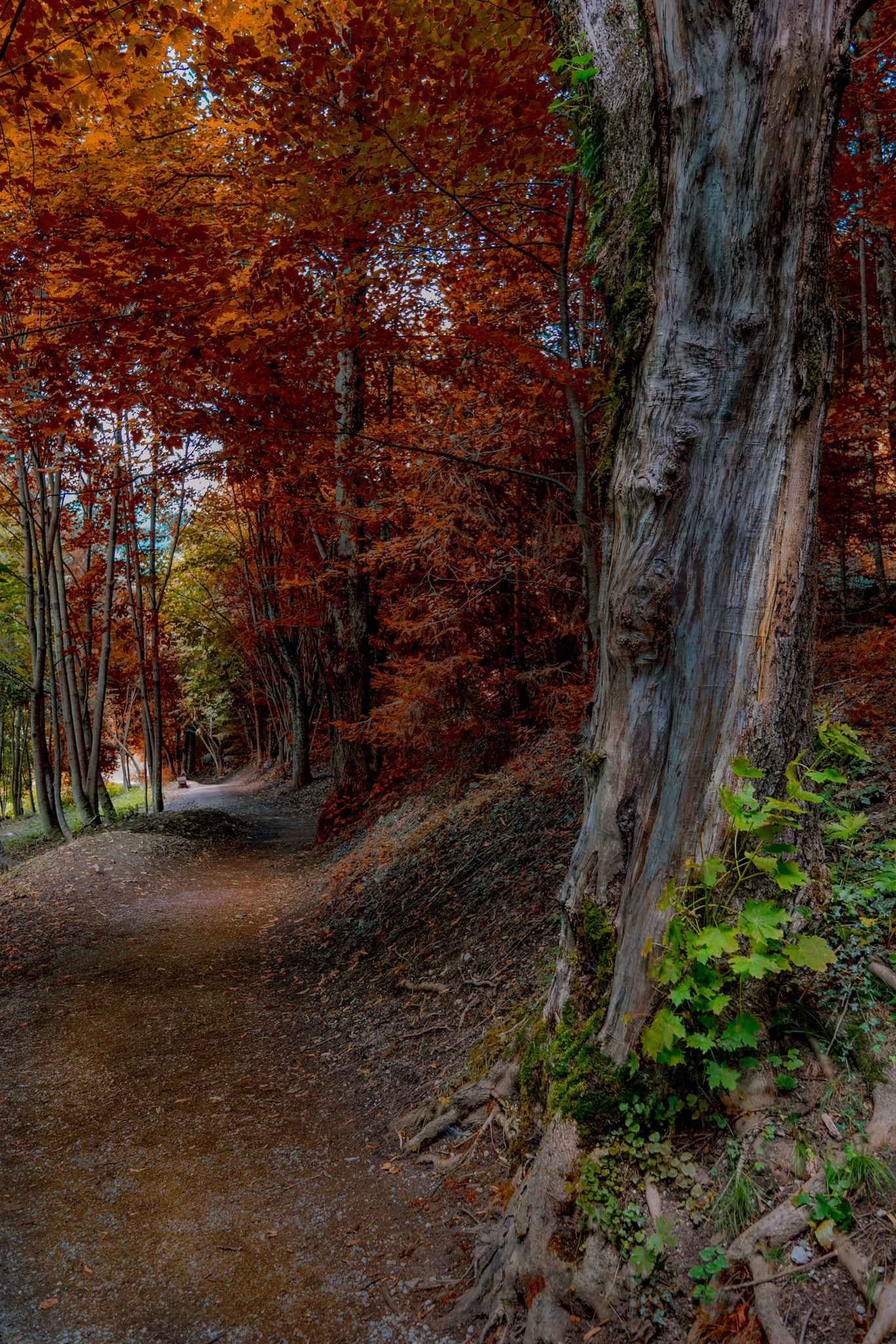 Tokina AT-X 11-20mm F2.8 PRO DX sample photo. A nice walk photography