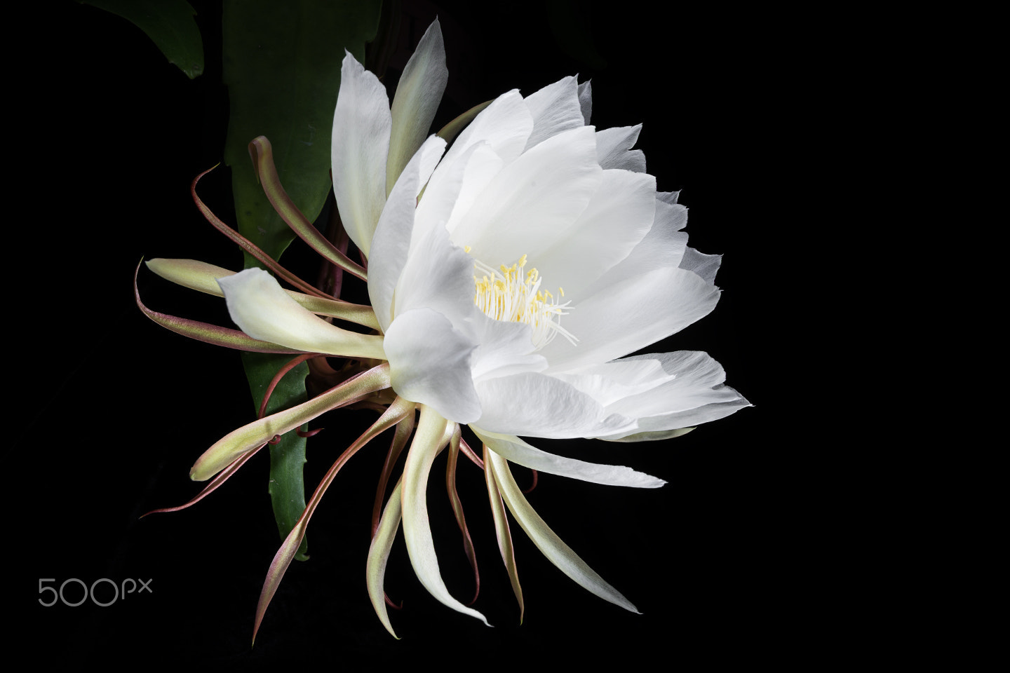 Sony Alpha a99 sample photo. Blooming in light ii photography