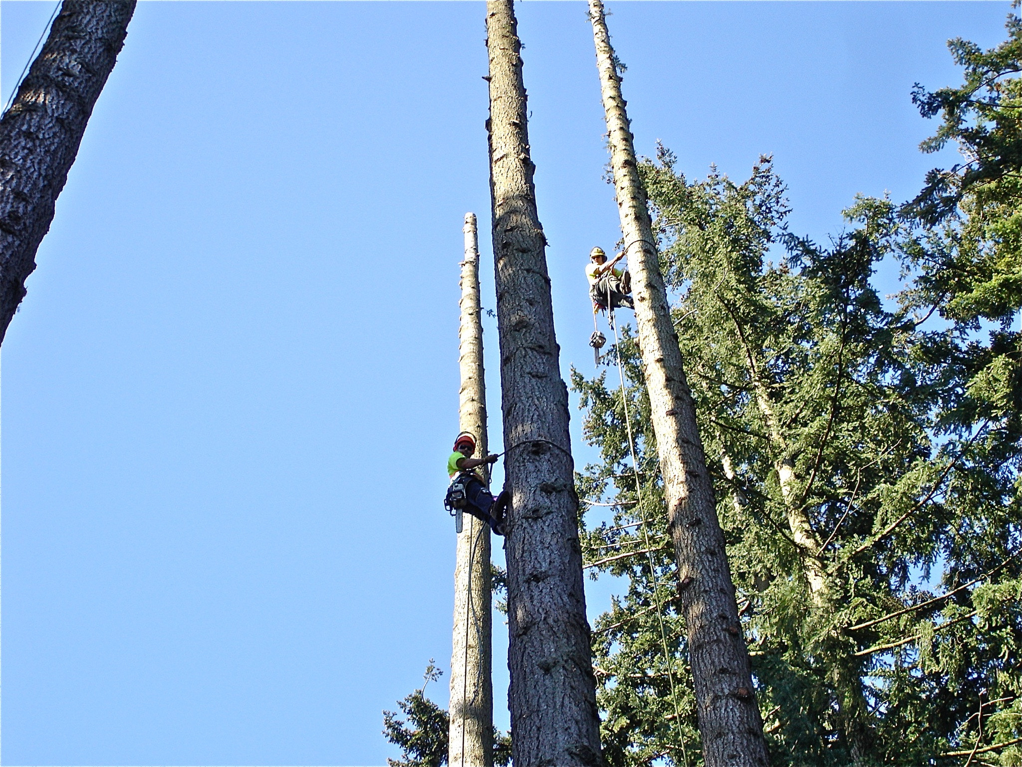 Sony DSC-W1 sample photo. For tree removals photography