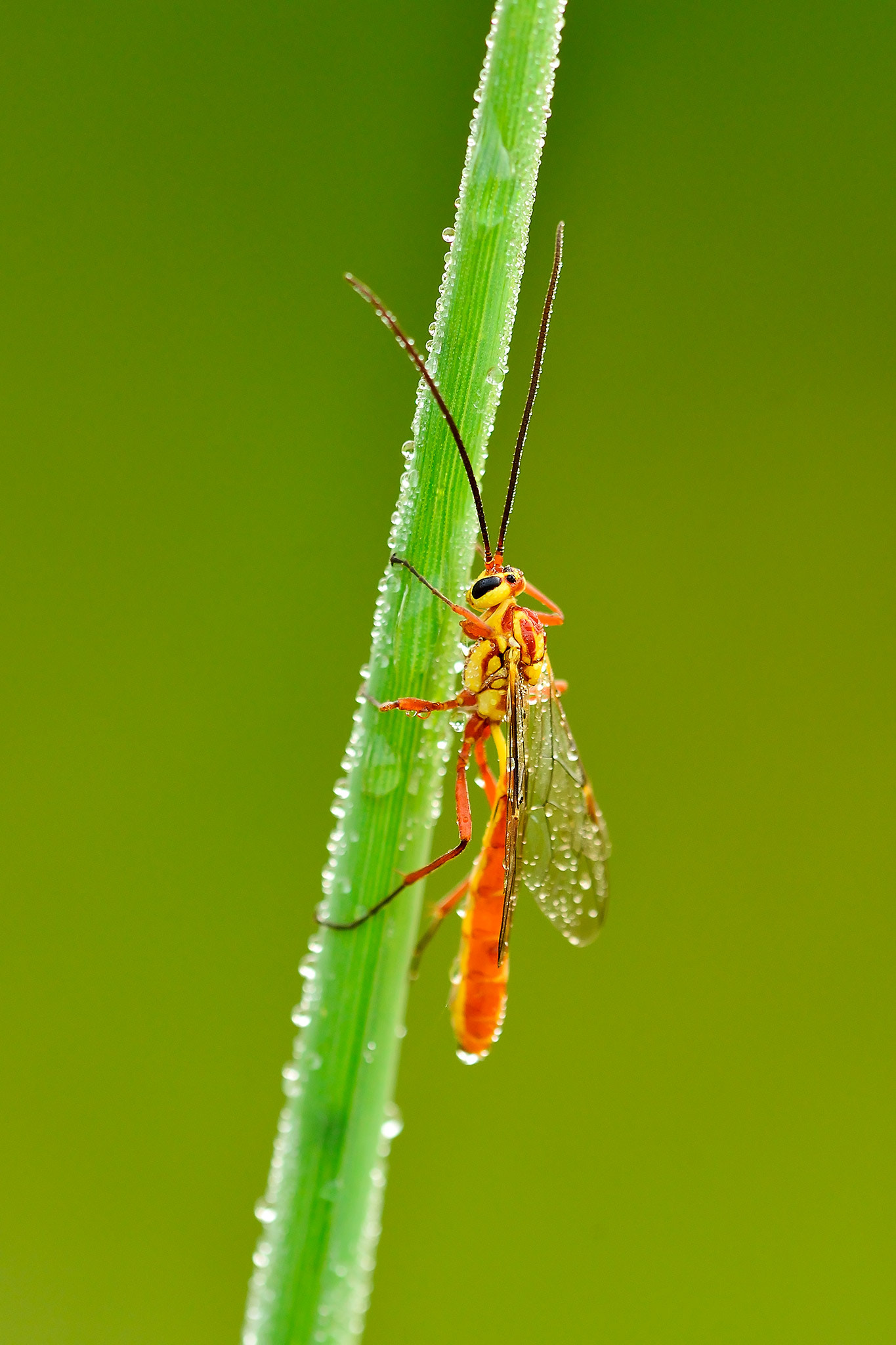 Nikon D600 + Nikon AF Micro-Nikkor 200mm F4D ED-IF sample photo. Avispa photography