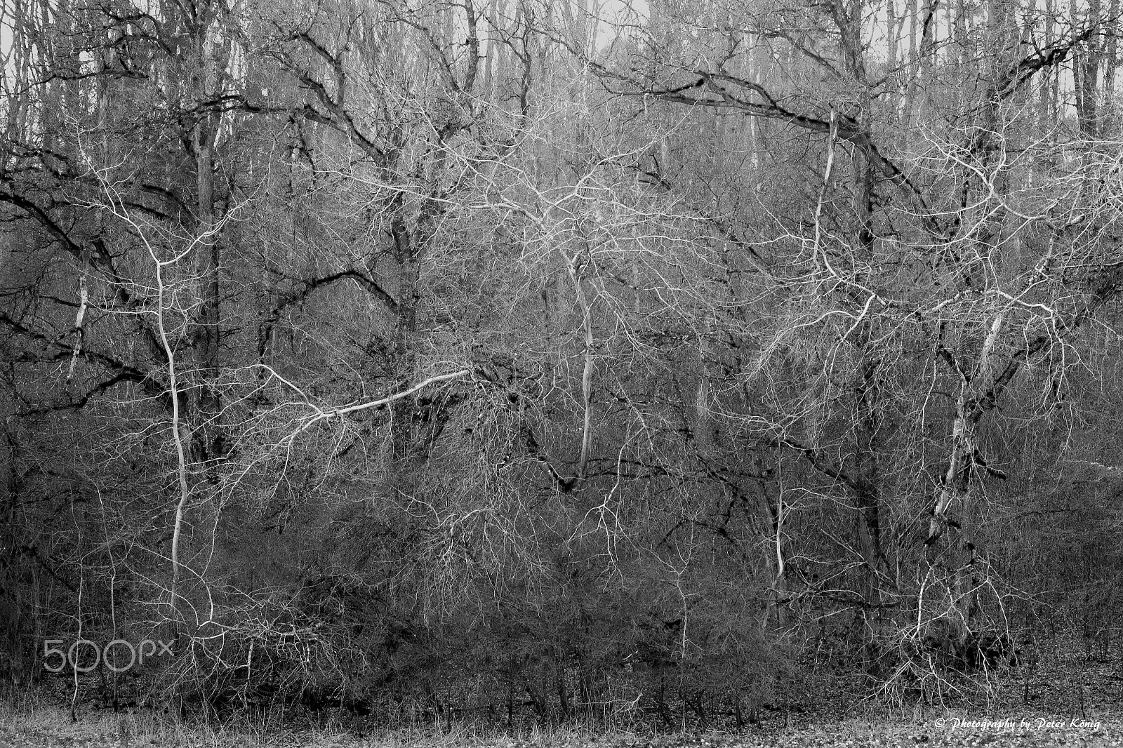 Fujifilm X-Pro1 + Fujifilm XF 60mm F2.4 R Macro sample photo. Forest in black and white photography