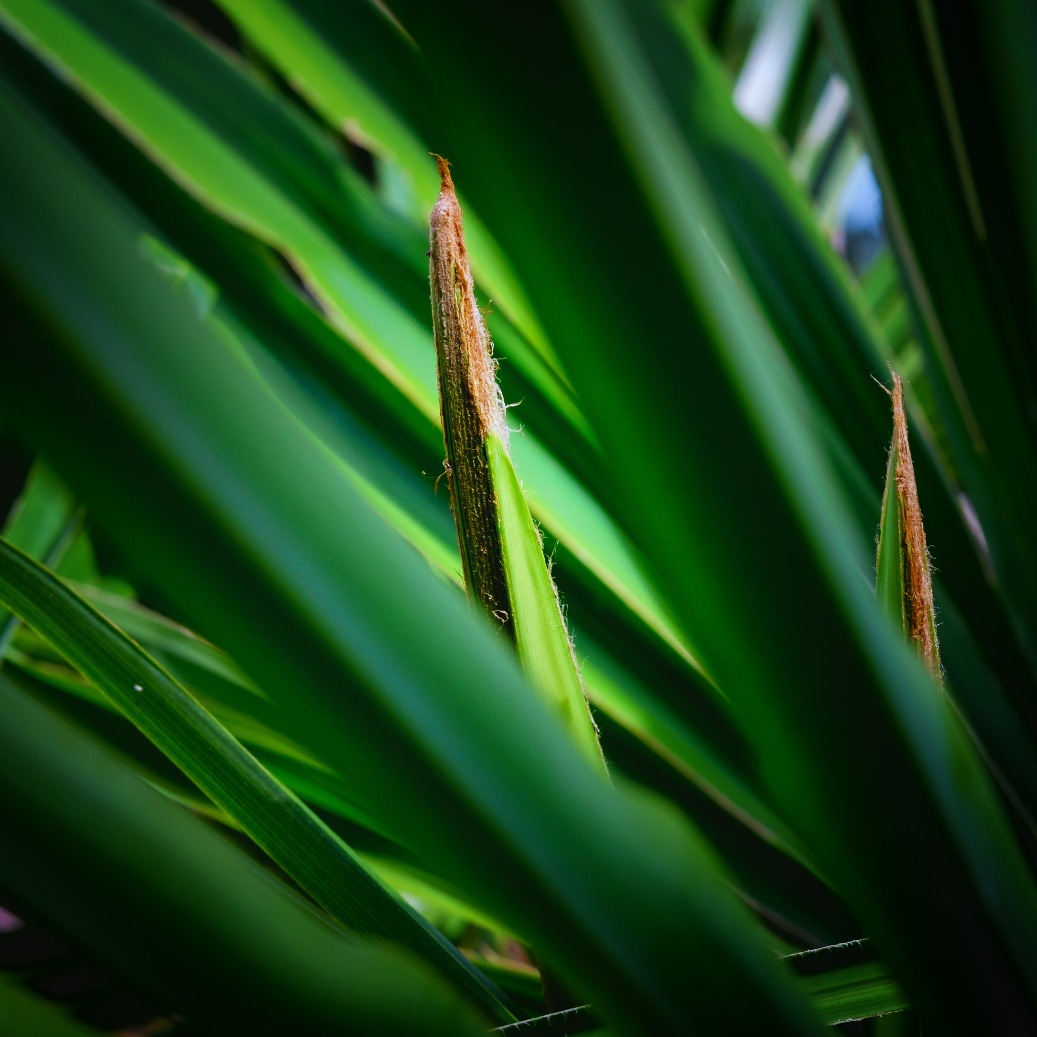 Fujifilm X-T10 + Fujifilm XF 60mm F2.4 R Macro sample photo. Green on green photography