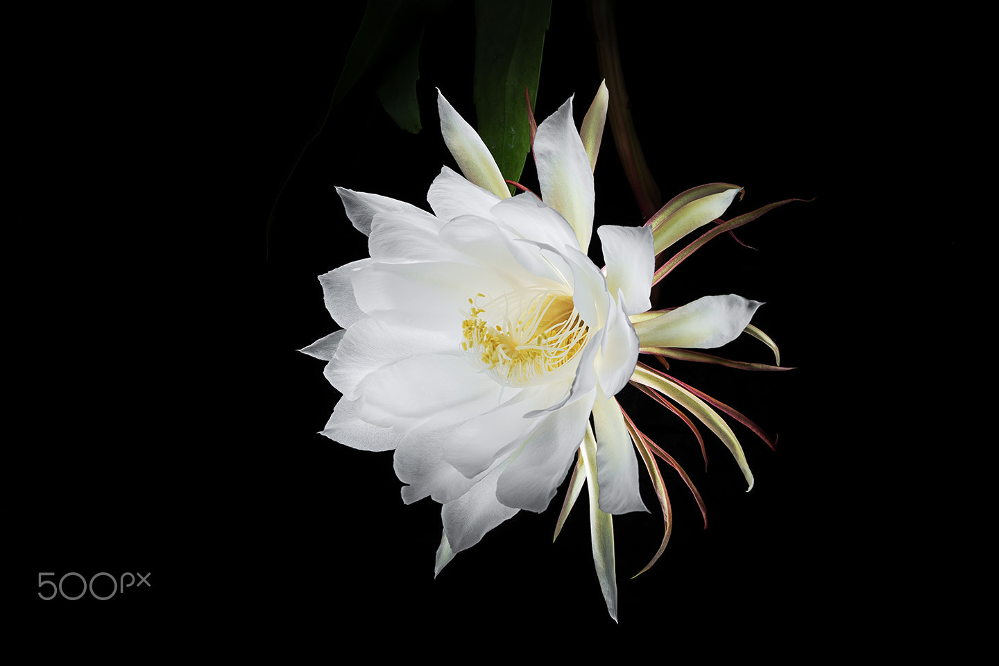 Sony Alpha a99 sample photo. Blooming in light iii photography