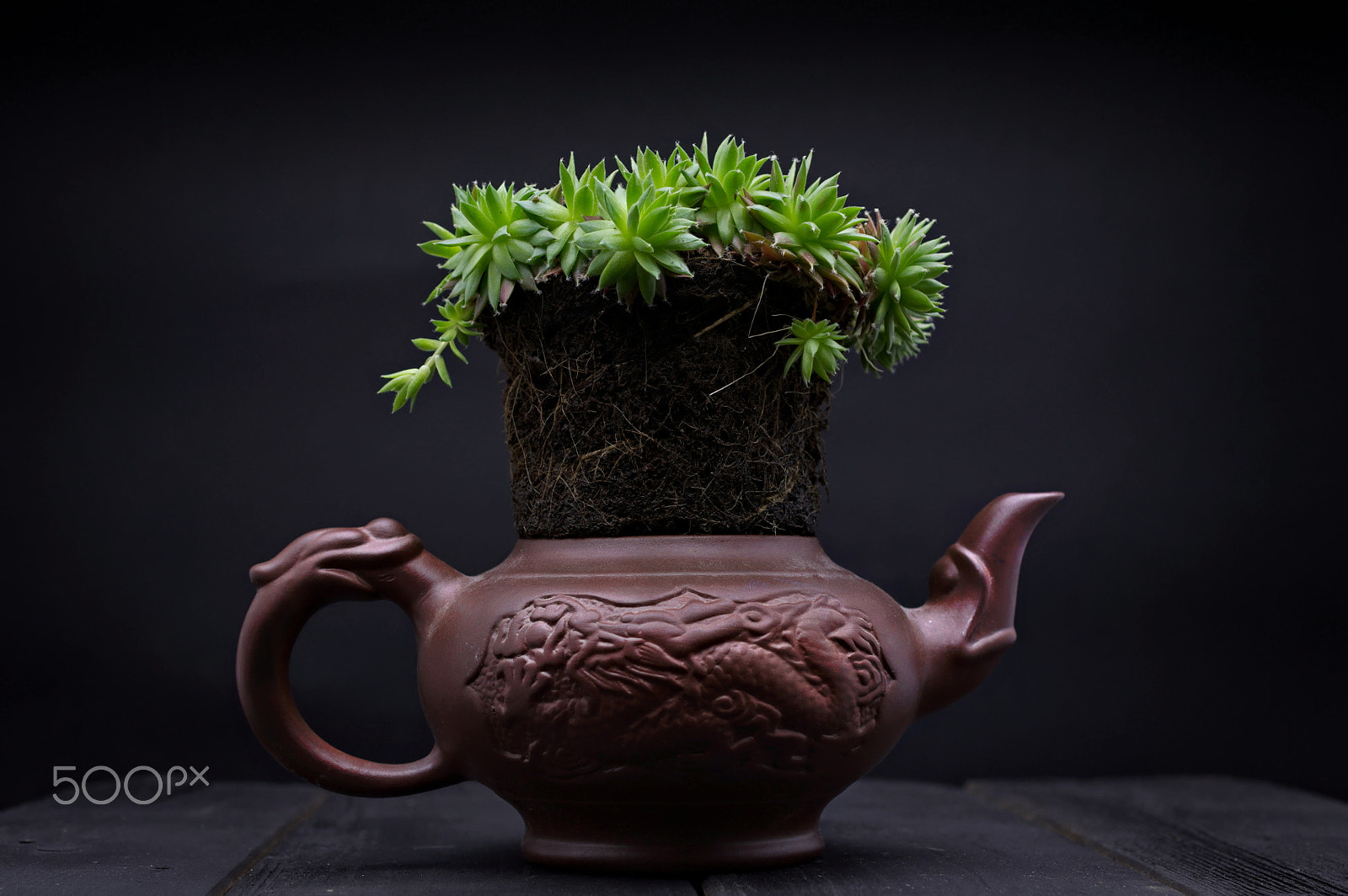 Nikon D90 + Nikon AF-S DX Micro Nikkor 40mm F2.8 sample photo. Green sempervivum plant in red clay tea pot asian ornaments photography