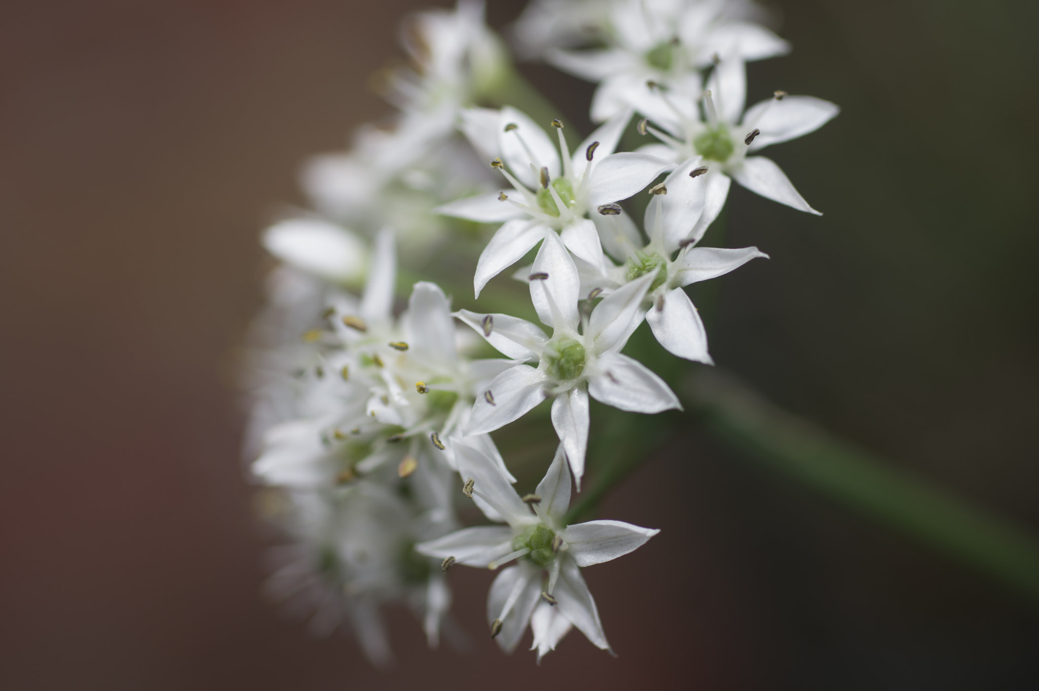 Pentax K-3 sample photo. White flower photography