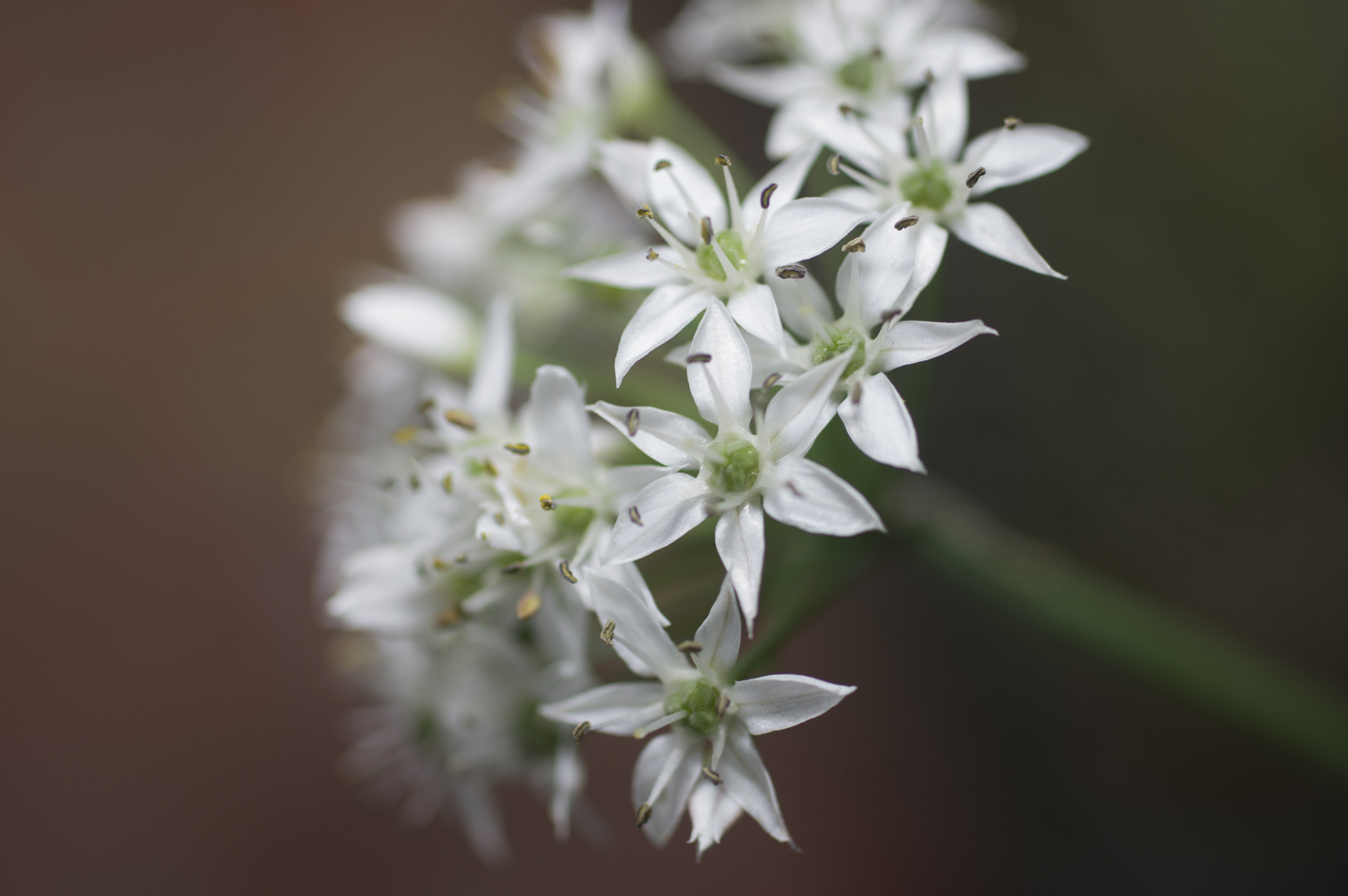 smc PENTAX-F MACRO 50mm F2.8 sample photo. White flower photography