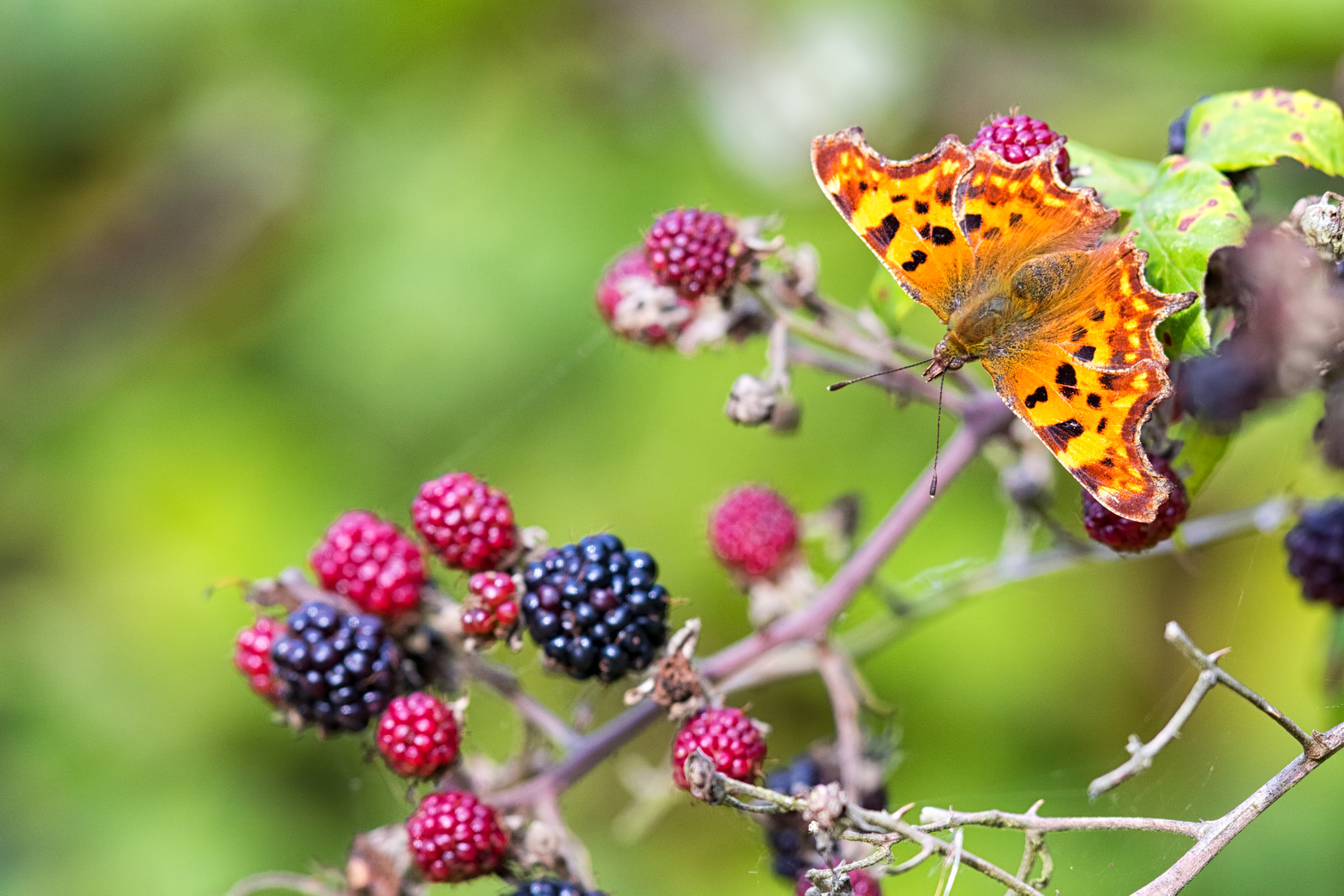 Canon EF 500mm F4L IS II USM sample photo. Comma and blackberries photography