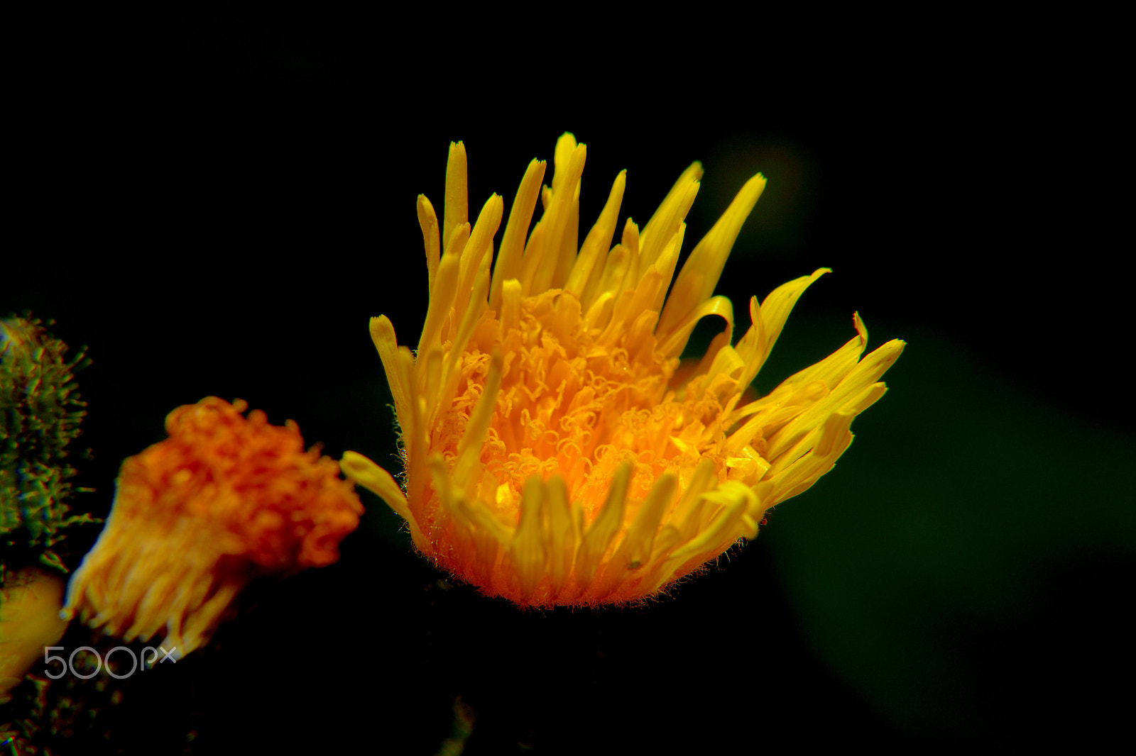 Sigma 18-200mm F3.5-6.3 DC OS HSM sample photo. Mellow yellow photography