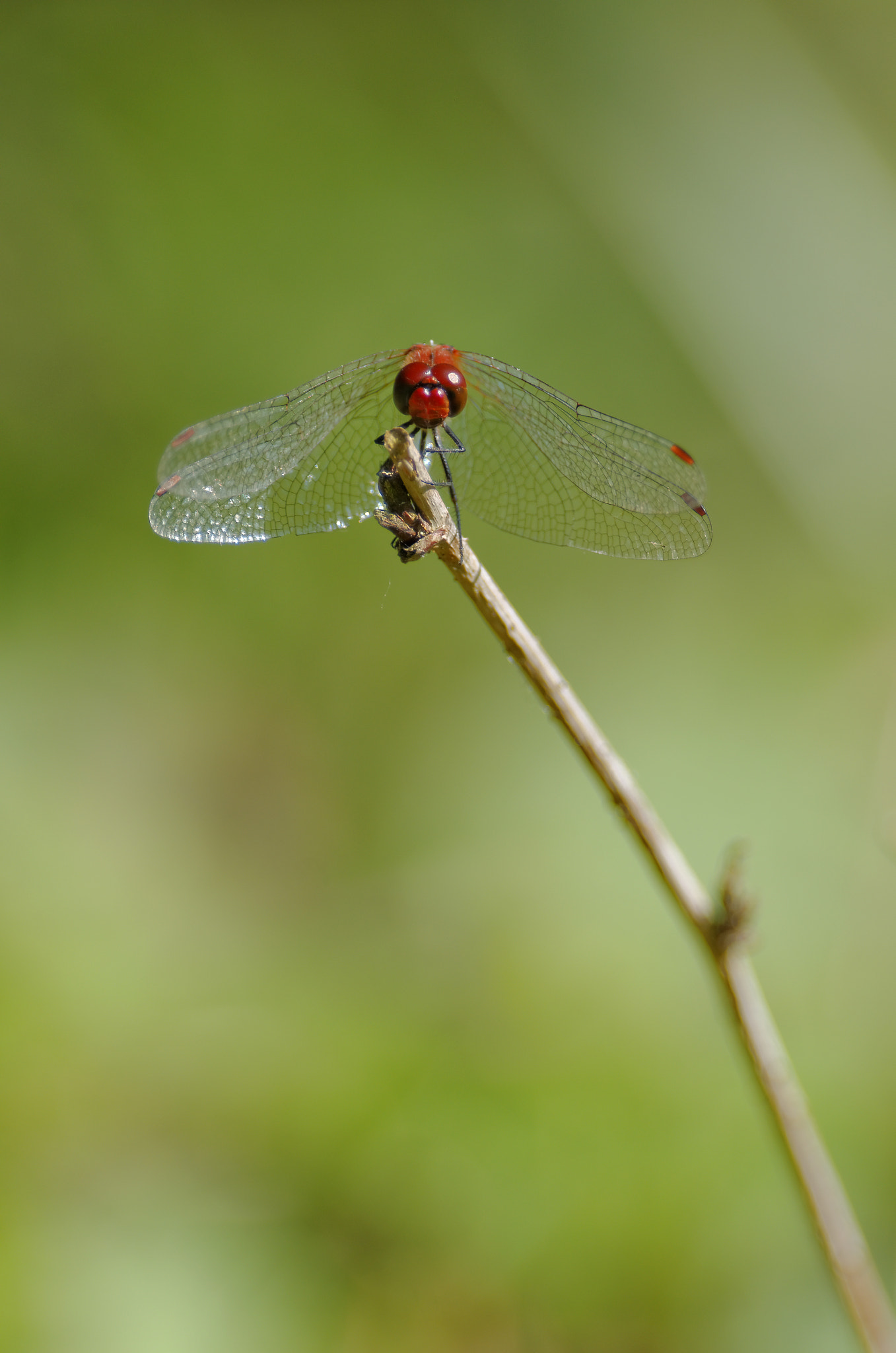 Pentax K-5 II + Pentax smc DA* 300mm F4.0 ED (IF) SDM sample photo. Red predator photography