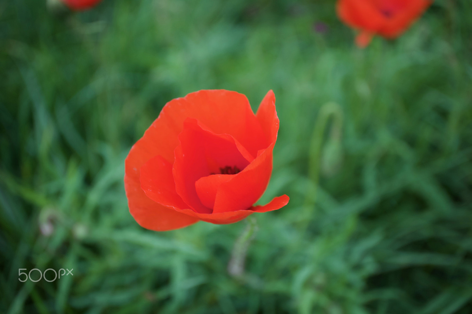 Canon EOS M10 + Canon EF-M 28mm F3.5 Macro IS STM sample photo. Red poppy photography